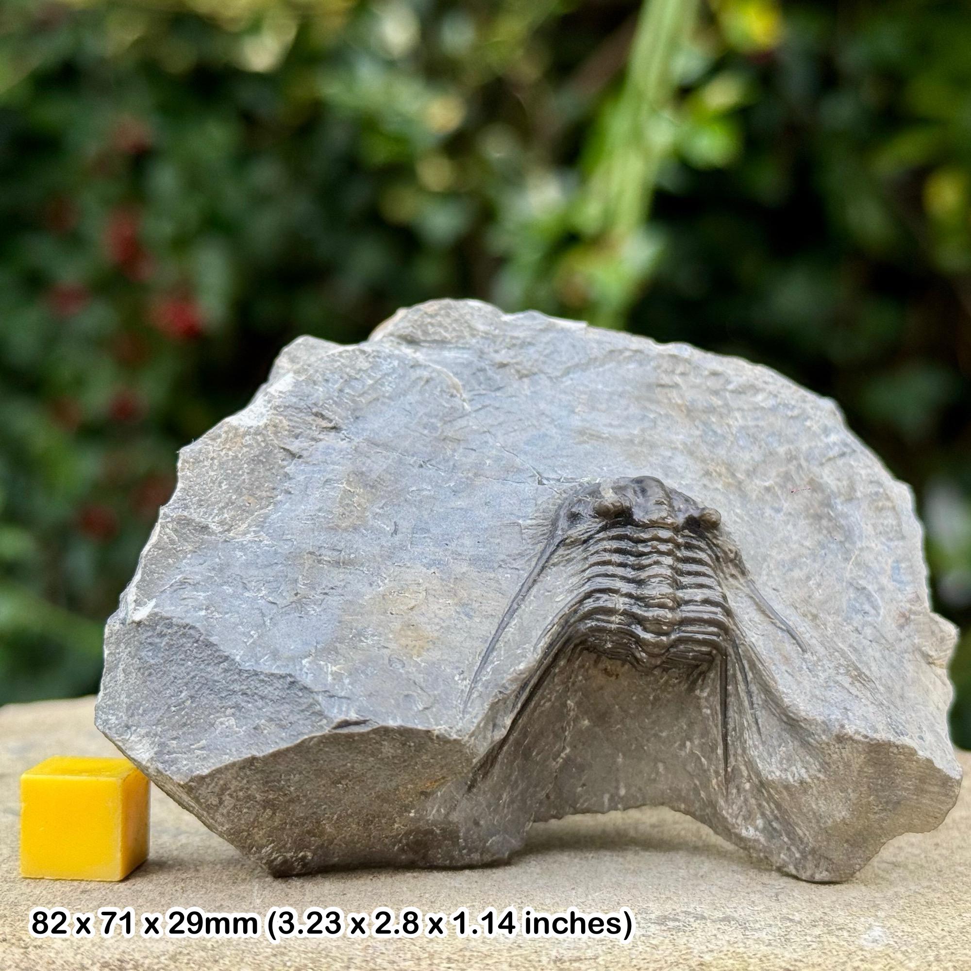 Leonaspis trilobite fossil - a grade, devonian, eifelian, taharajat formation, morocco | genuine w/ certificate