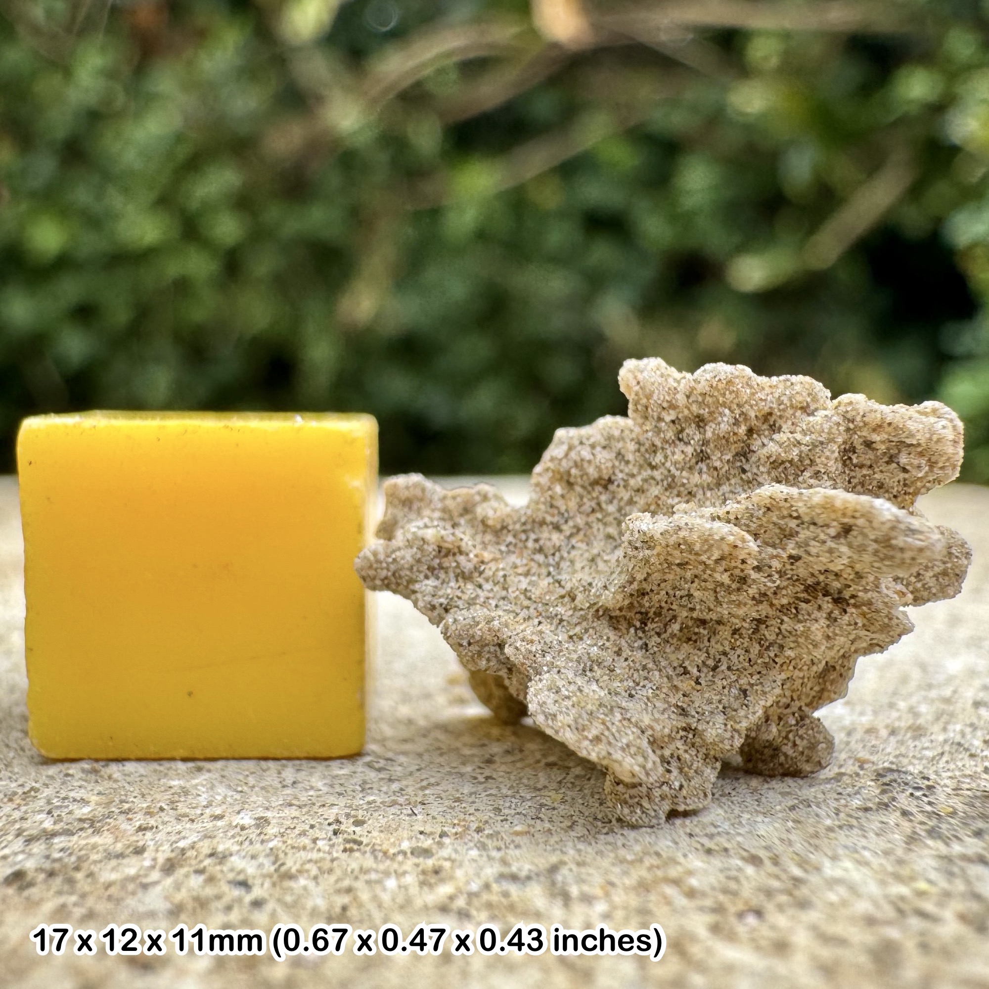 RARE UK Sand Rose Crystal | Herne Bay Desert Rose | British Gypsum Rosette | With Certificate | Actual Specimen