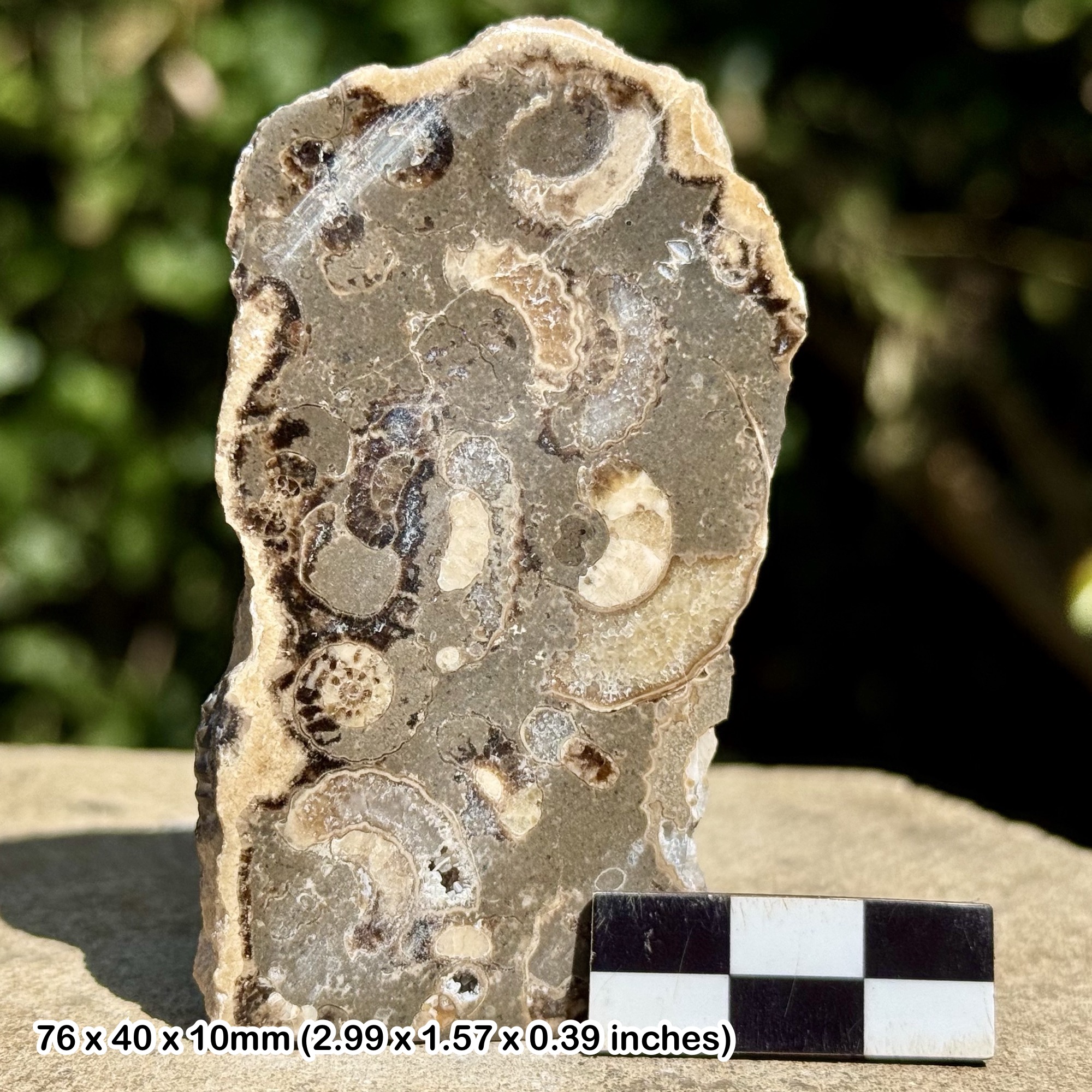 Promicroceras Ammonite Fossil Slab – Polished Marston Marble, Lower Jurassic Somerset UK