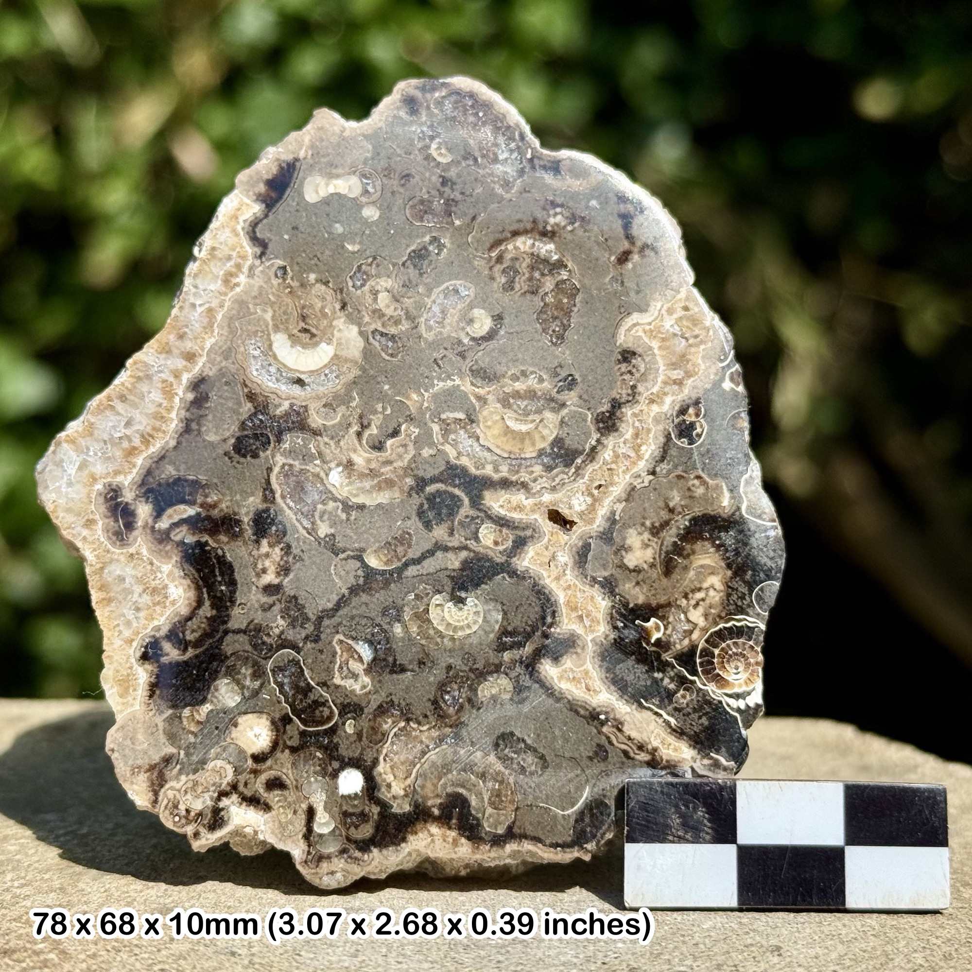 Promicroceras Ammonite Fossil Slab – Polished Marston Marble, Lower Jurassic Somerset UK