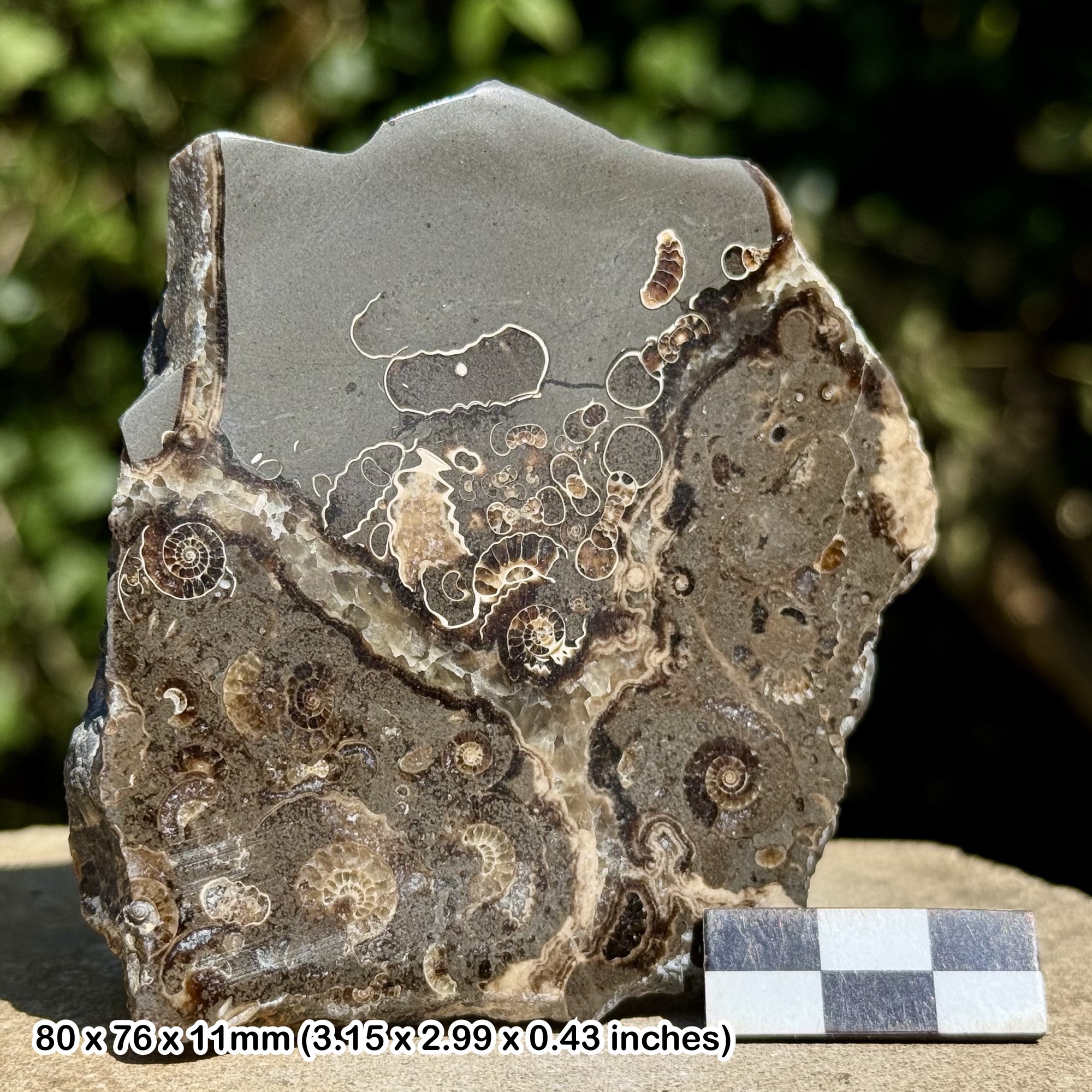 Promicroceras Ammonite Fossil Slab – Polished Marston Marble, Lower Jurassic Somerset UK