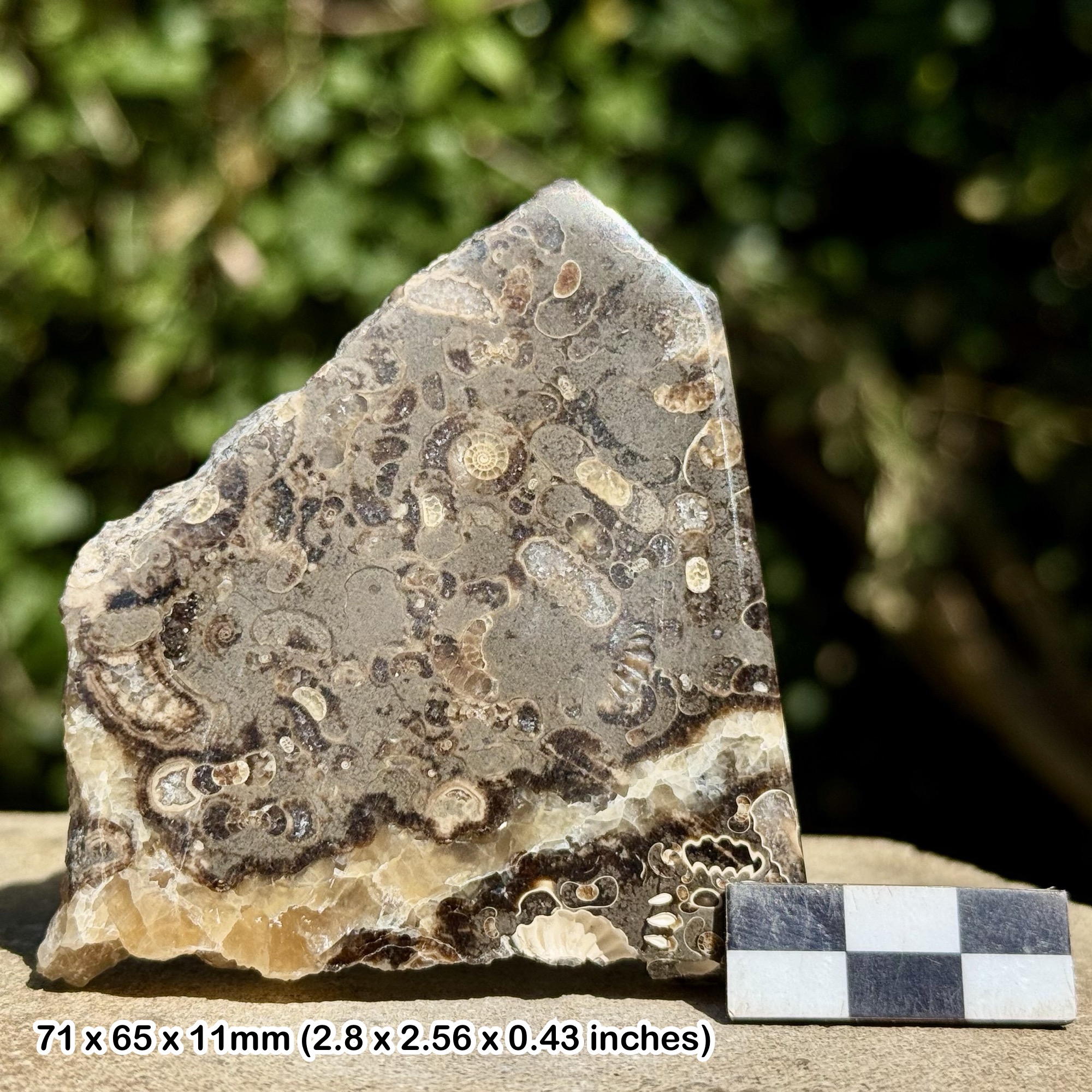 Promicroceras Ammonite Fossil Slab – Polished Marston Marble, Lower Jurassic Somerset UK