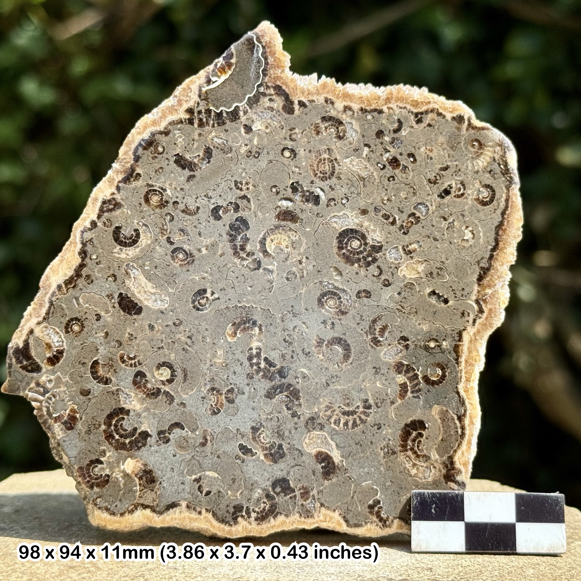 Promicroceras Ammonite Fossil Slab – Polished Marston Marble, Lower Jurassic Somerset UK