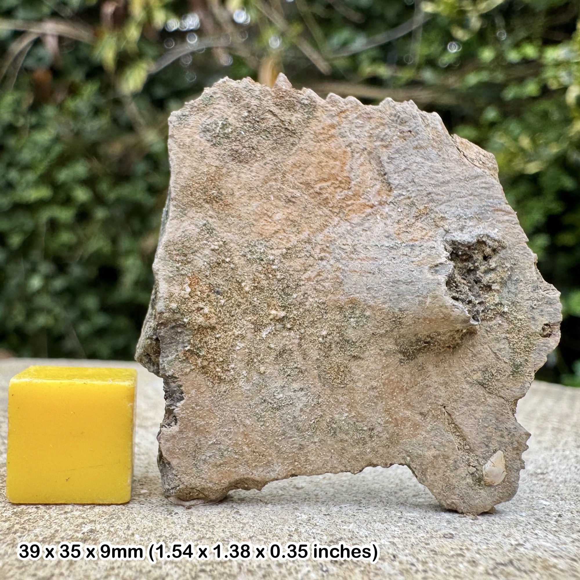 Trionyx Fossil Turtle Shell – Eocene Barton Beds Hampshire UK, Genuine Softshell Turtle Fossil
