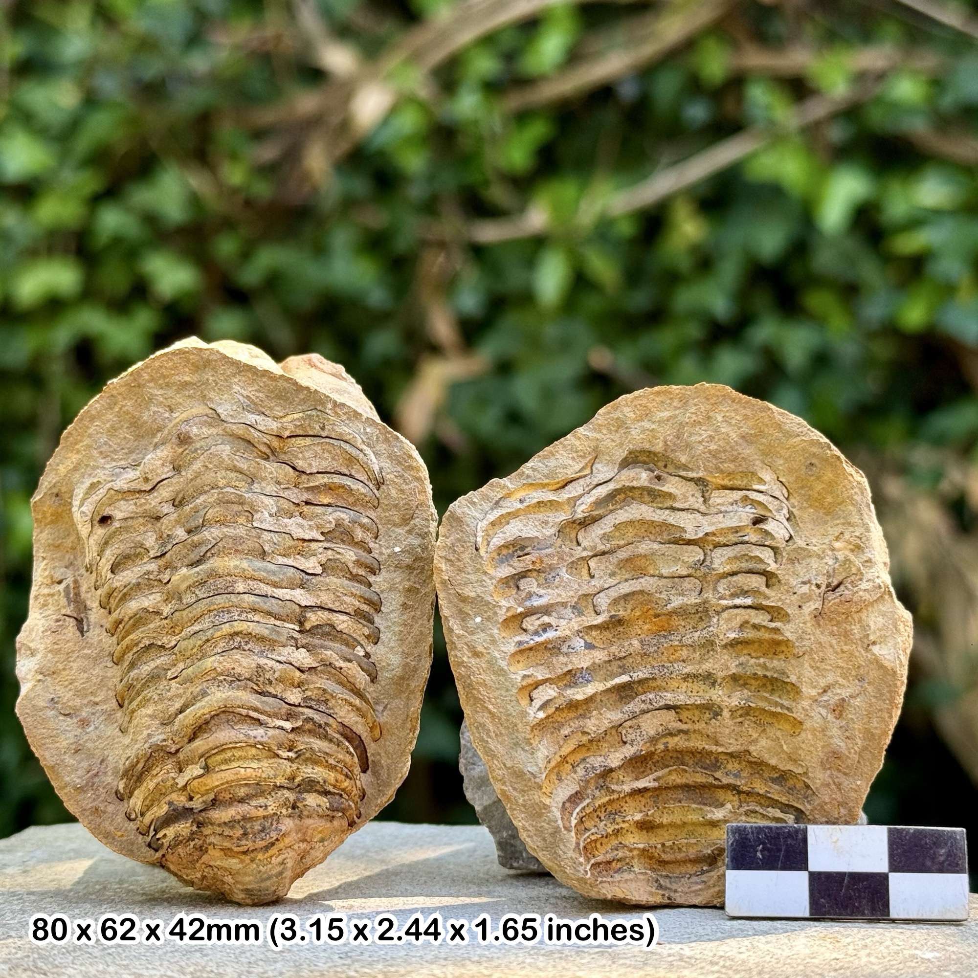 Diacalymene Trilobite Fossil – Split Nodule with Positive/Negative, Upper Ordovician Morocco