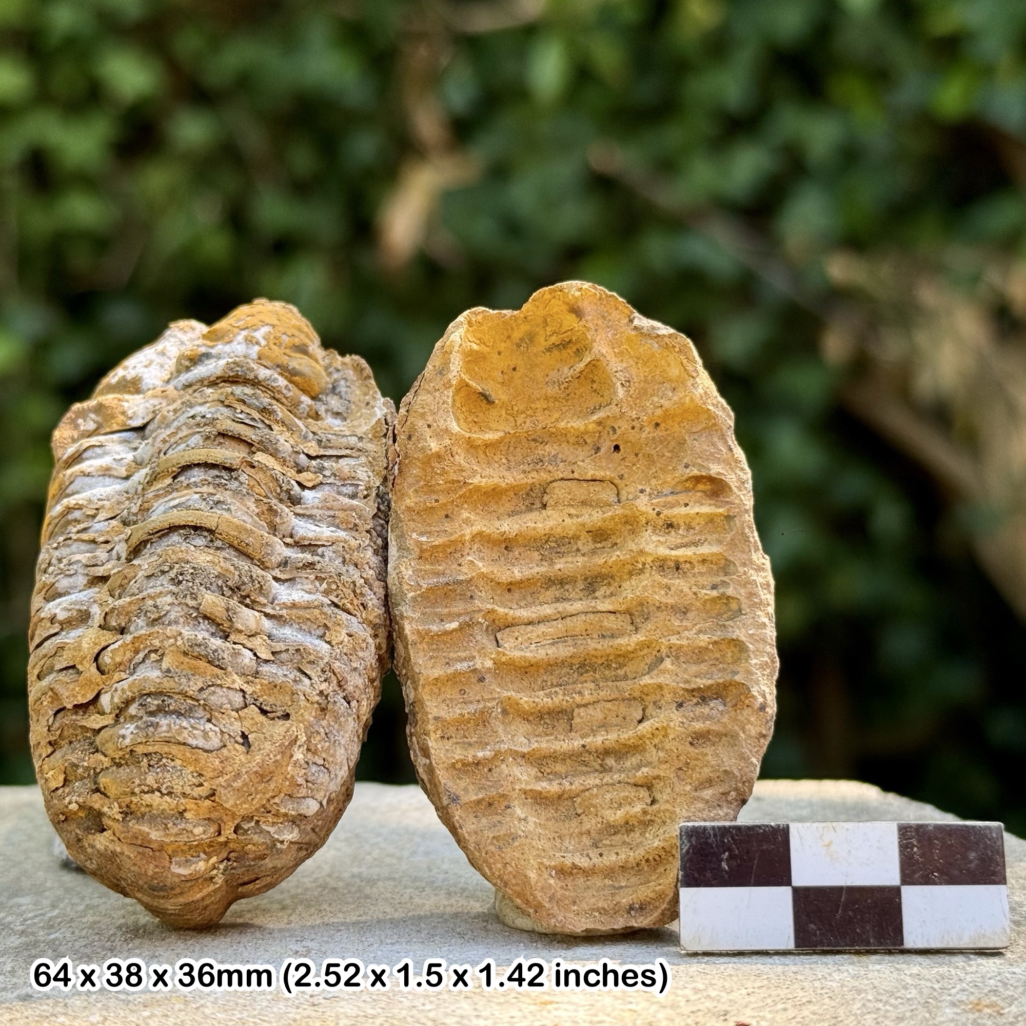 Diacalymene Trilobite Fossil – Split Nodule with Positive/Negative, Upper Ordovician Morocco