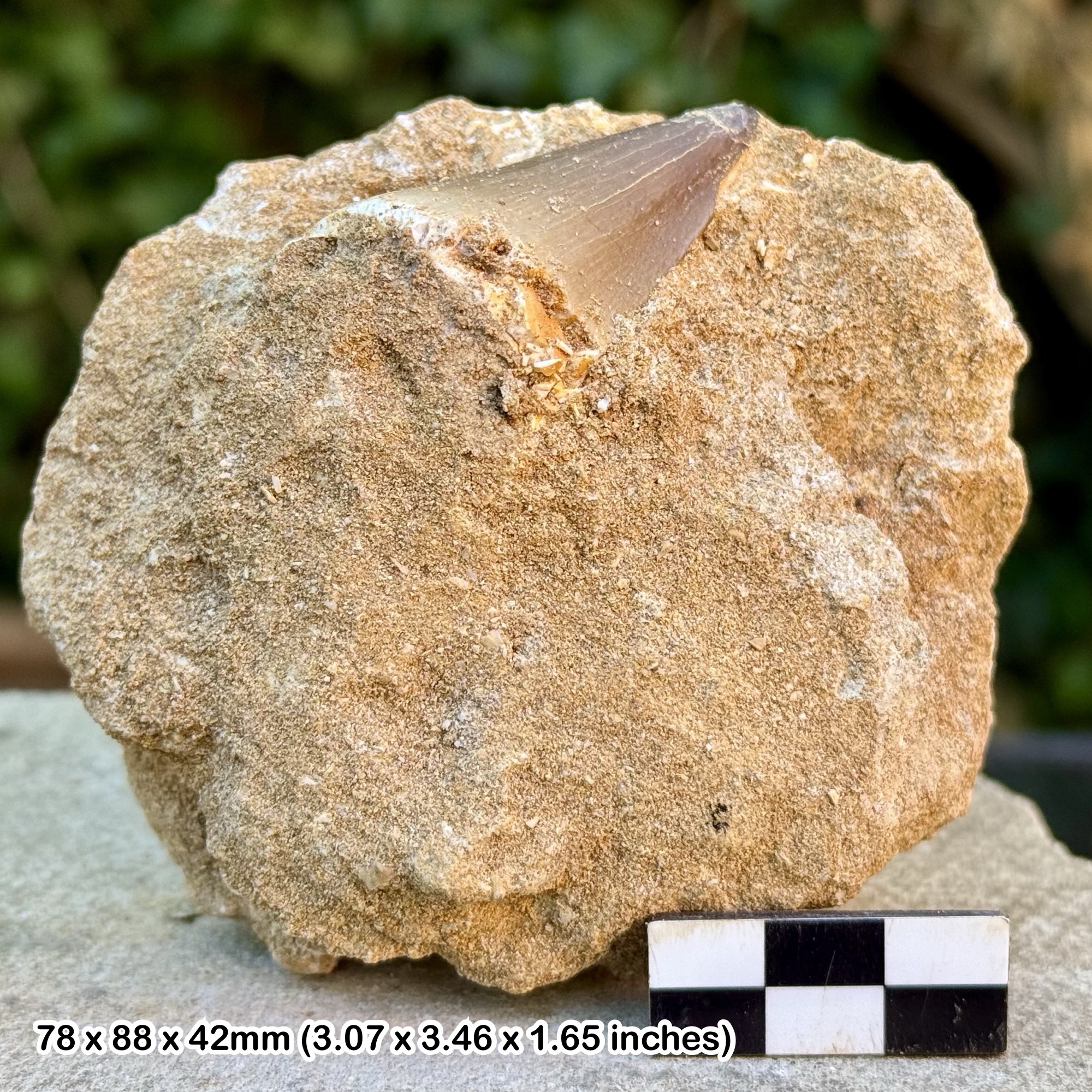 Mosasaur Tooth Fossil in Matrix Kem Kem Beds Morocco Cretaceous Genuine Specimen Authentic