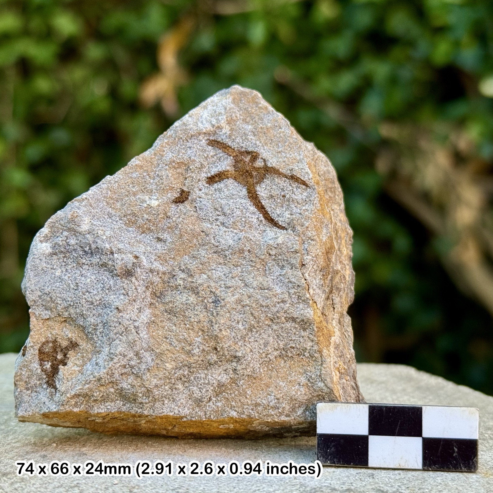 Fossil Brittle Stars (Ophiura) – Ordovician Draa Valley Morocco, Starfish Plate Specimen