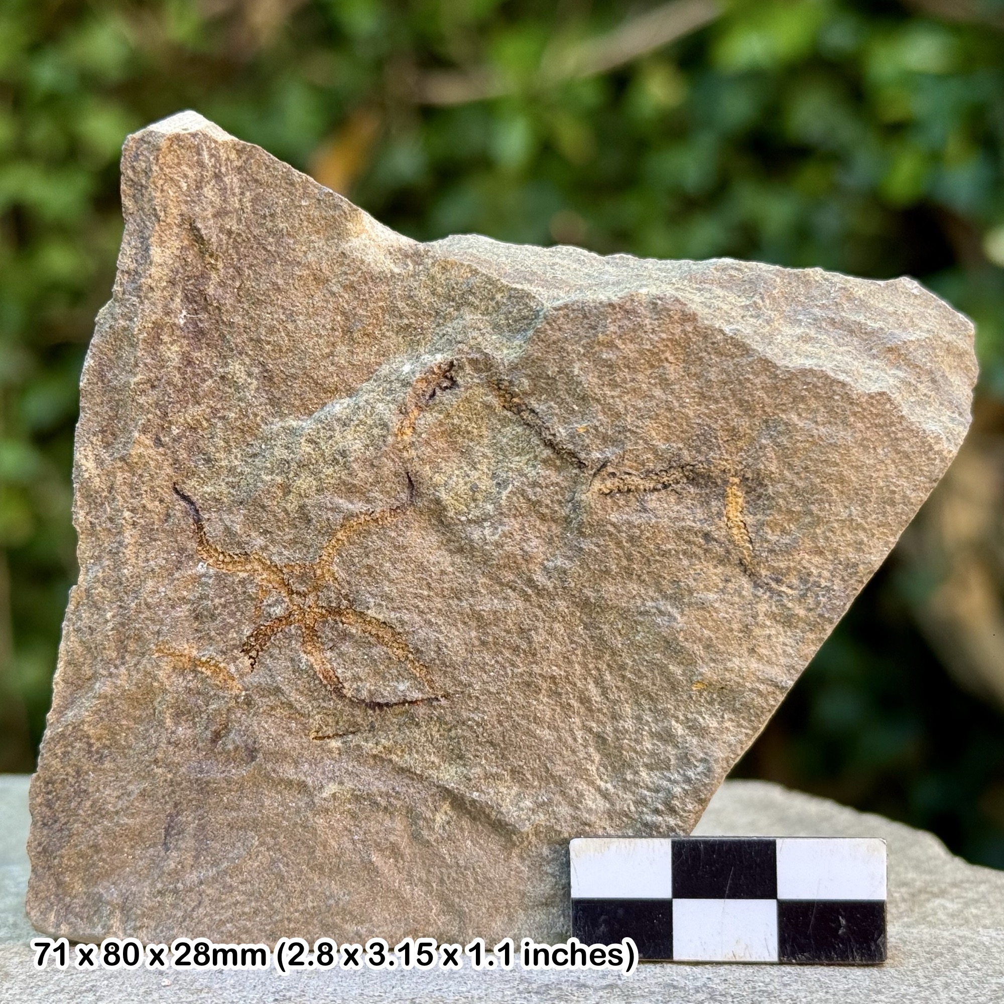 Fossil Brittle Stars (Ophiura) – Ordovician Draa Valley Morocco, Starfish Plate Specimen