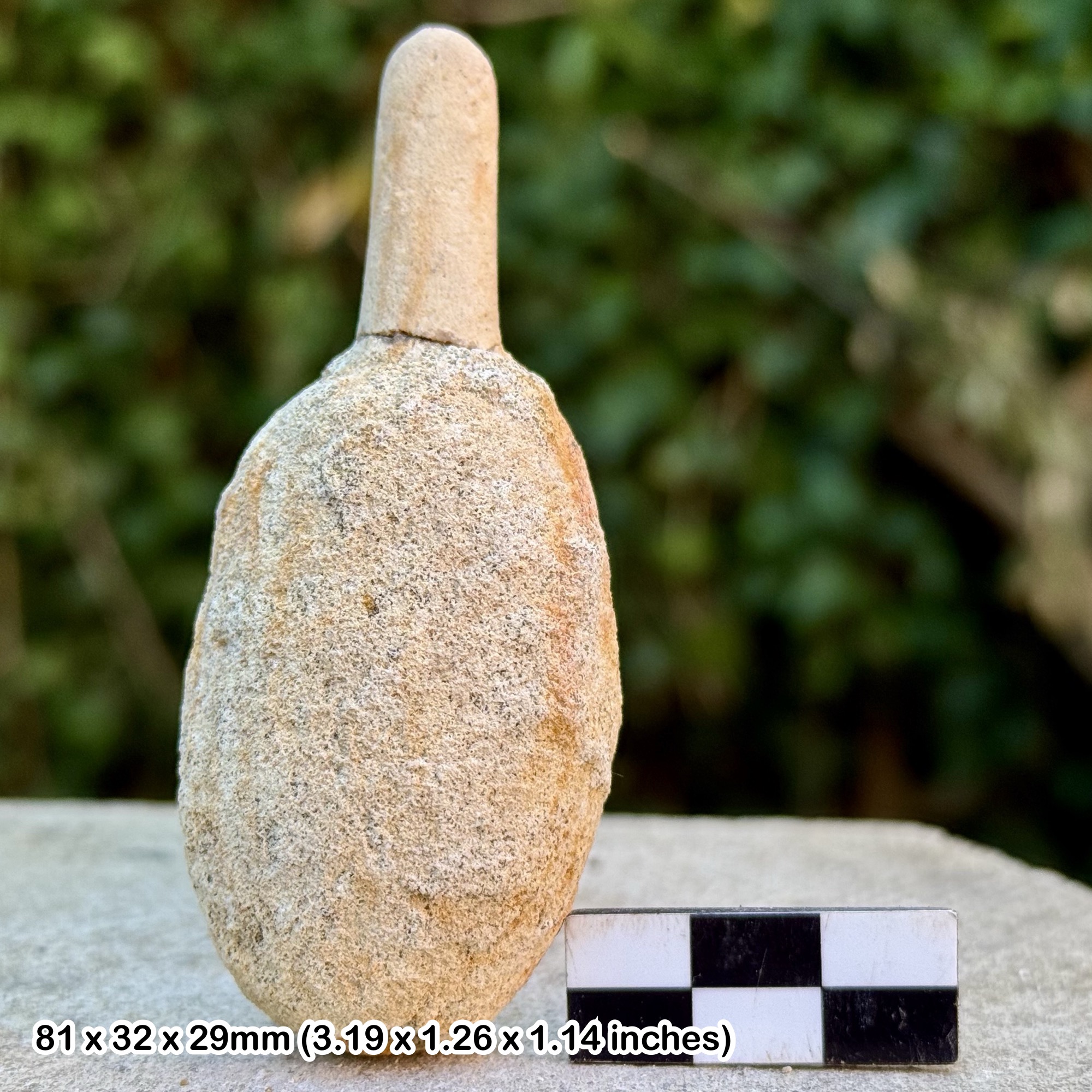 EXCEPTIONALLY RARE: Siphonia tulipa Fossil Sponge | Upper Albian Cretaceous Haldon Hills Devon UK | Genuine Specimen with COA