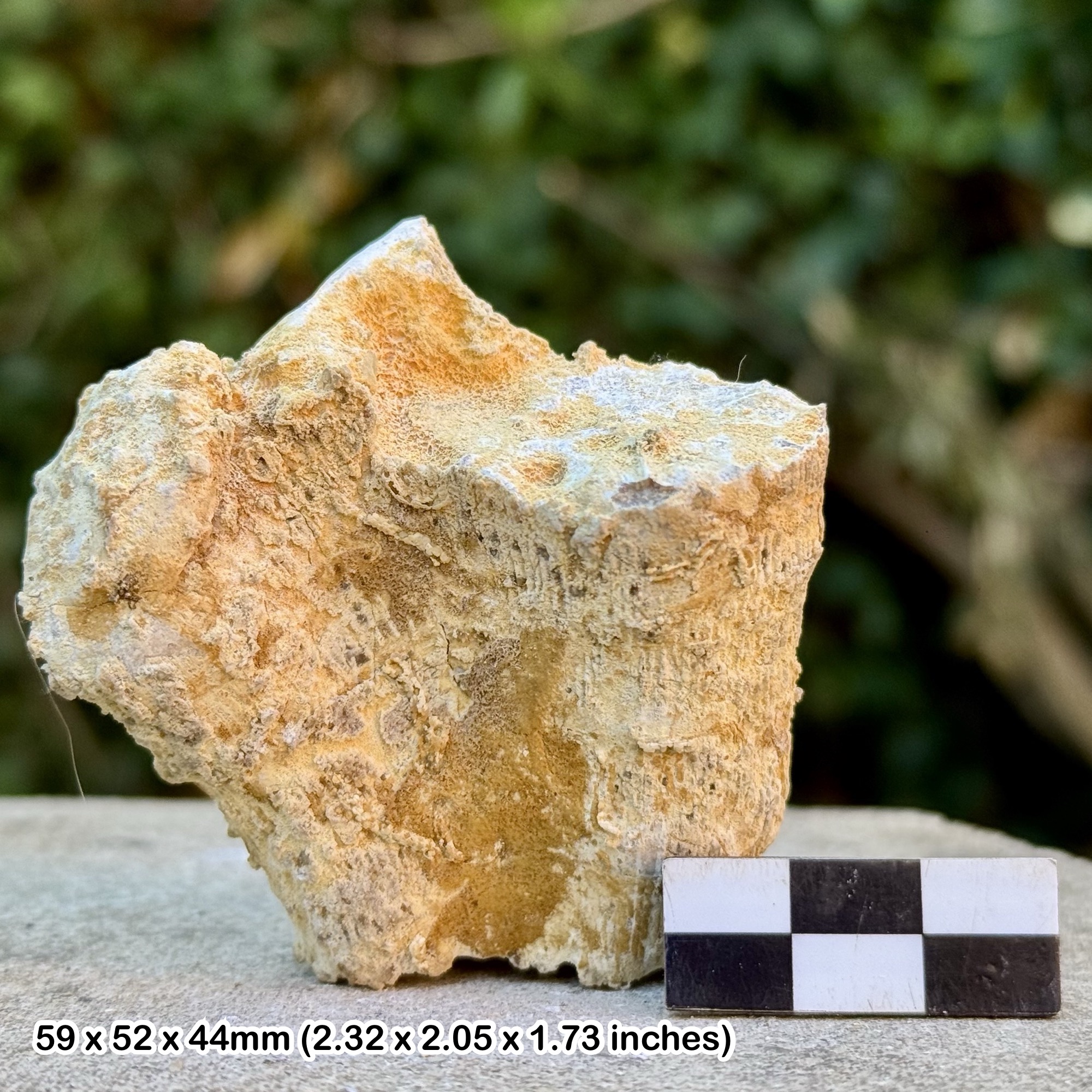 Fossil Coral Thecosmilia afinularis | Jurassic Coral Wiltshire UK | Genuine Specimen with COA