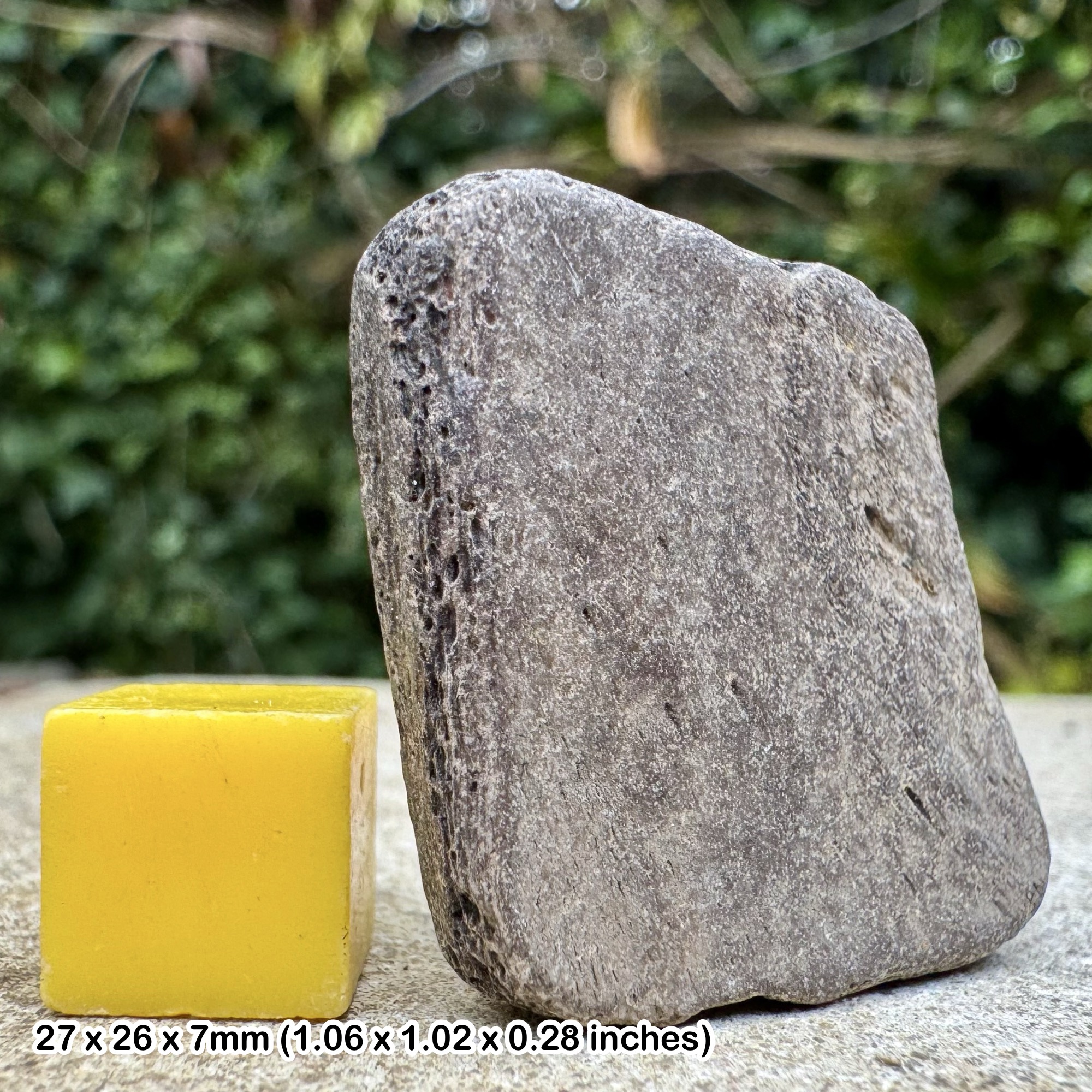 Fossil Turtle Shell – TRIONYX – Bouldnor Formation, Oligocene, Hamstead, Isle of Wight, United Kingdom