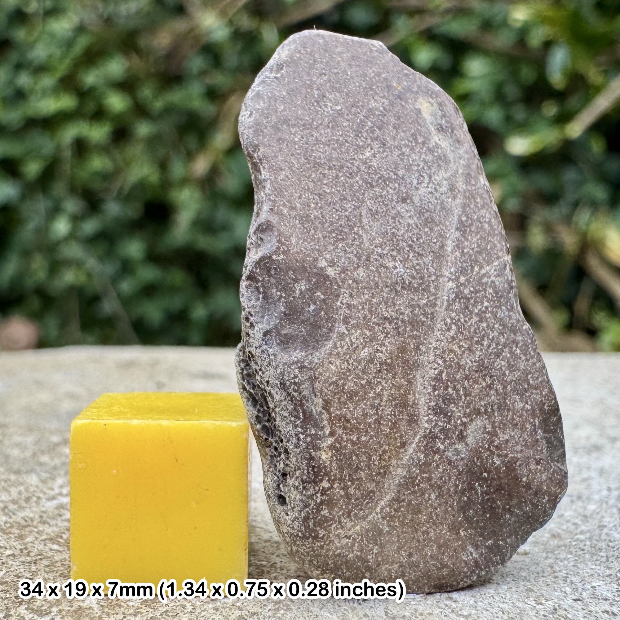 Fossil Turtle Shell – TRIONYX – Bouldnor Formation, Oligocene, Hamstead, Isle of Wight, United Kingdom