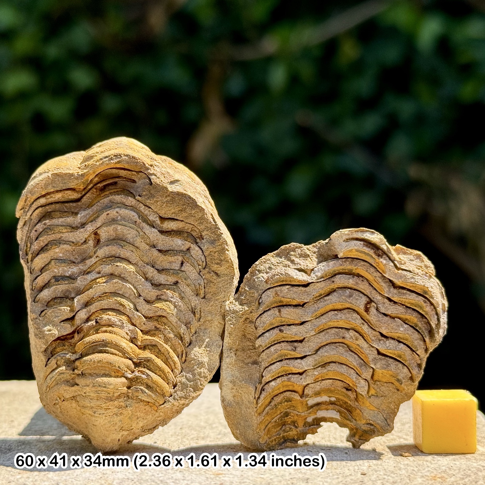 DIACALYMENE Trilobite Fossil Nodule Positive & Negative Upper Ordovician Ktaoua Group Morocco Authentic Specimen