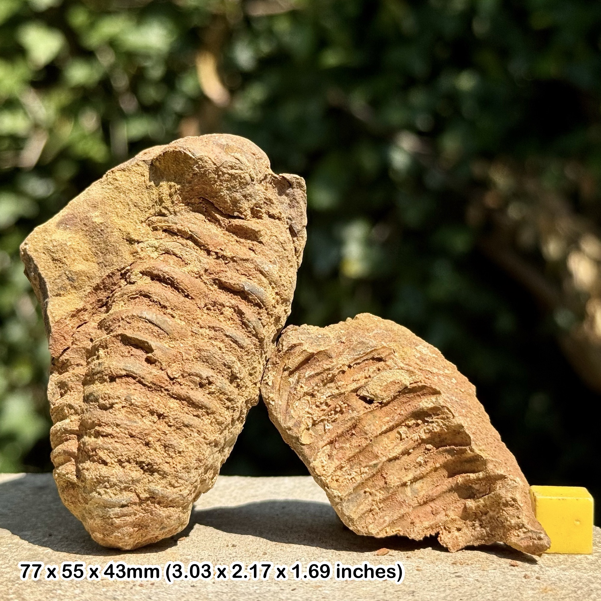 DIACALYMENE Trilobite Fossil Nodule Positive & Negative Upper Ordovician Ktaoua Group Morocco Authentic Specimen