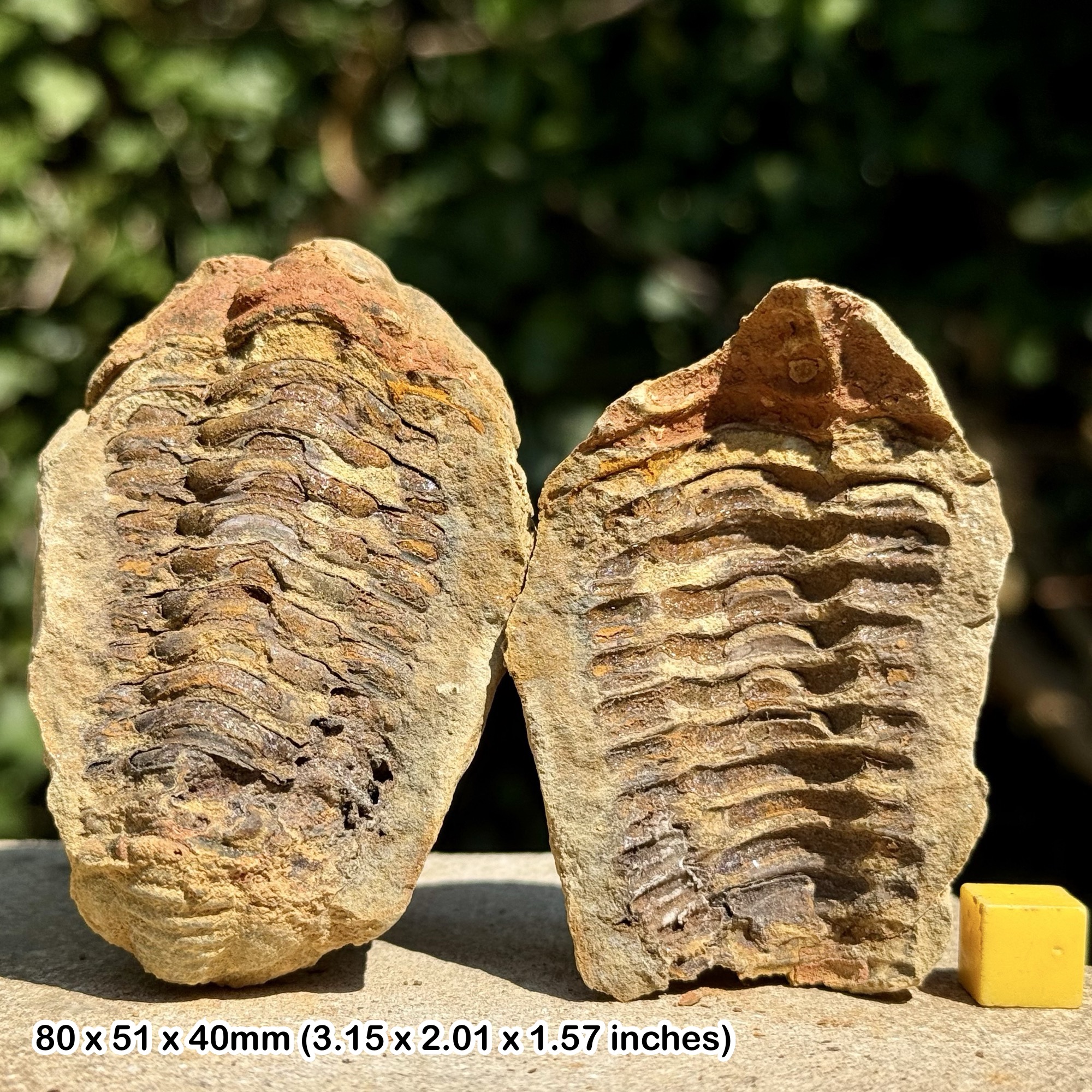 DIACALYMENE Trilobite Fossil Nodule Positive & Negative Upper Ordovician Ktaoua Group Morocco Authentic Specimen
