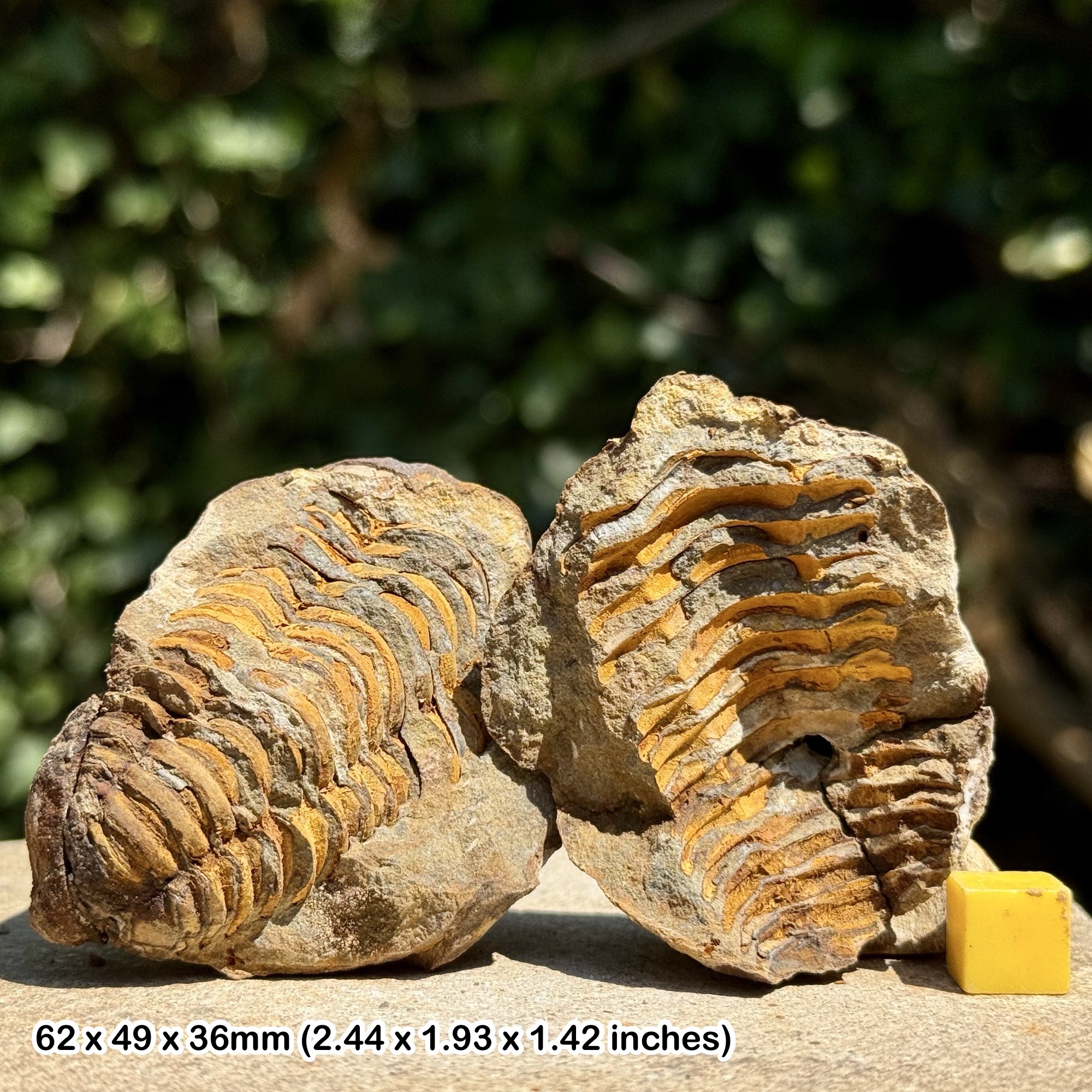 DIACALYMENE Trilobite Fossil Nodule Positive & Negative Upper Ordovician Ktaoua Group Morocco Authentic Specimen