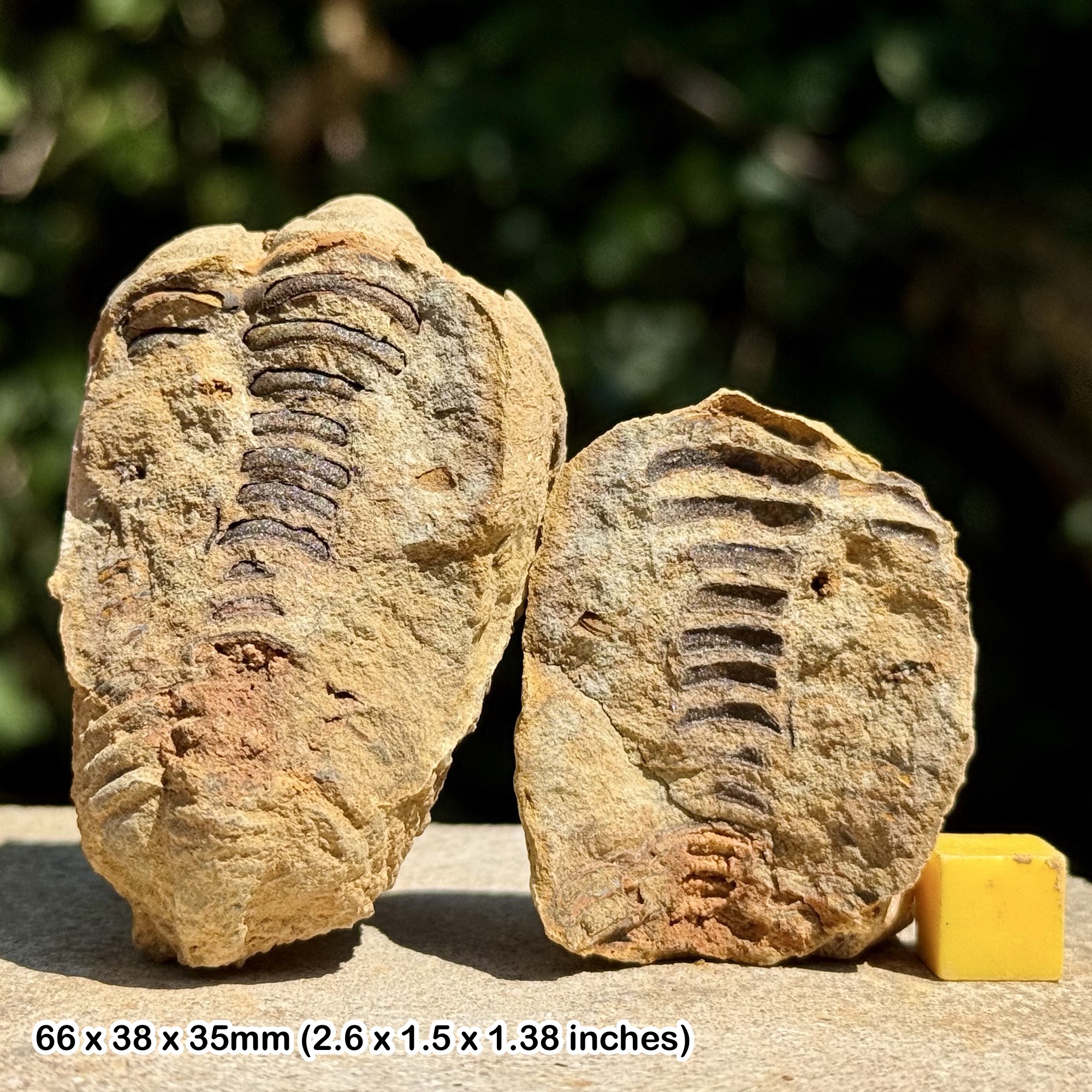 DIACALYMENE Trilobite Fossil Nodule Positive & Negative Upper Ordovician Ktaoua Group Morocco Authentic Specimen
