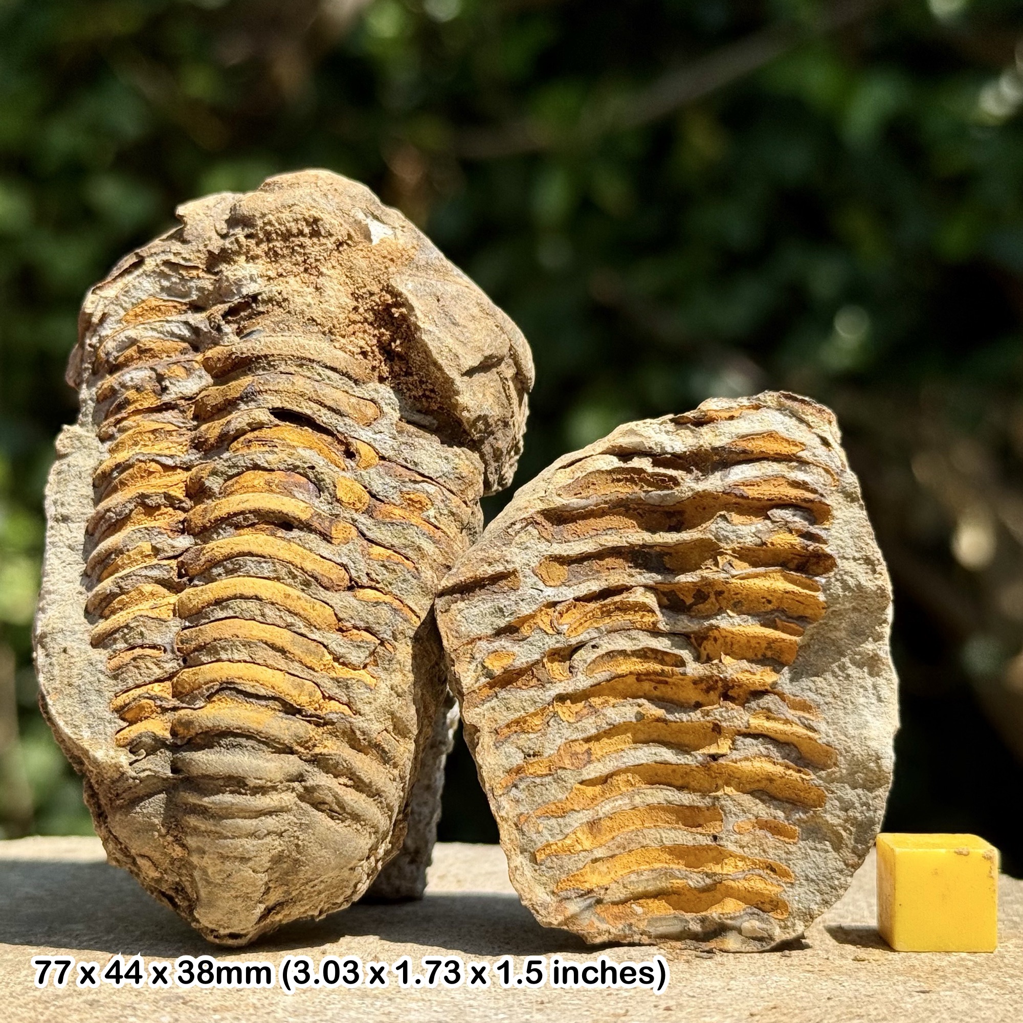 DIACALYMENE Trilobite Fossil Nodule Positive & Negative Upper Ordovician Ktaoua Group Morocco Authentic Specimen