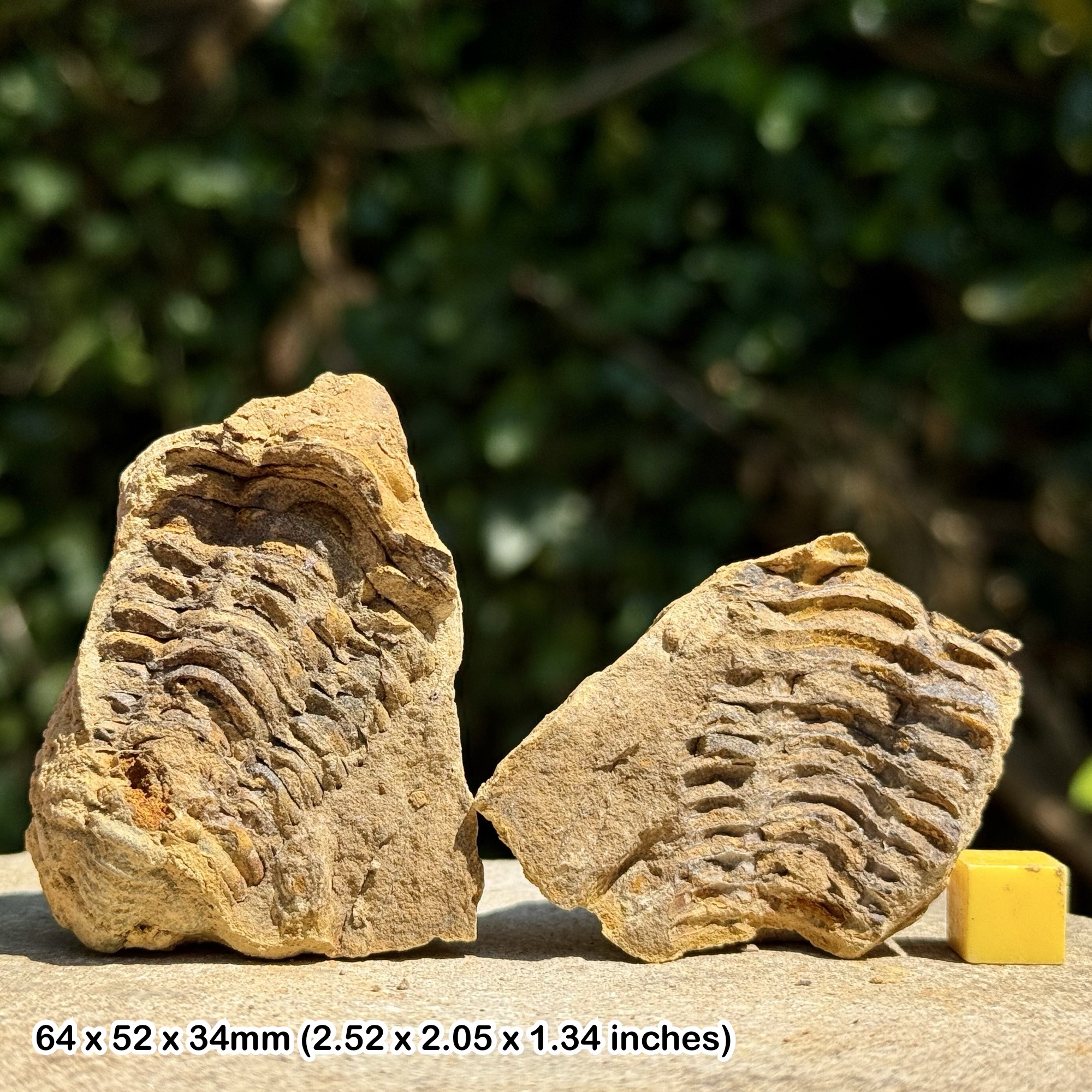 DIACALYMENE Trilobite Fossil Nodule Positive & Negative Upper Ordovician Ktaoua Group Morocco Authentic Specimen