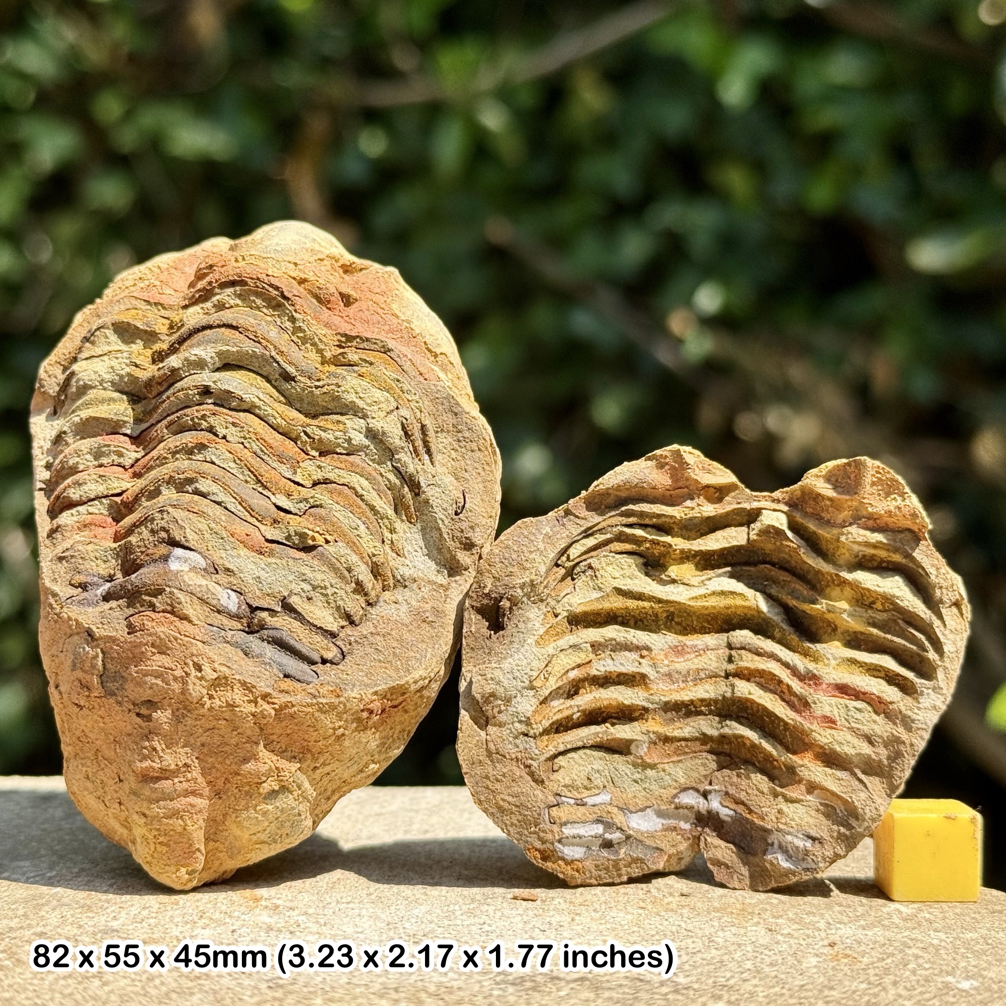 DIACALYMENE Trilobite Fossil Nodule Positive & Negative Upper Ordovician Ktaoua Group Morocco Authentic Specimen