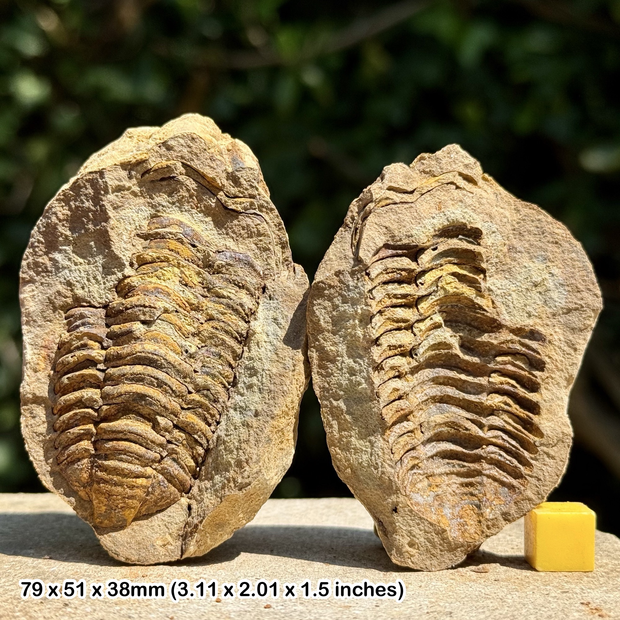 DIACALYMENE Trilobite Fossil Nodule Positive & Negative Upper Ordovician Ktaoua Group Morocco Authentic Specimen