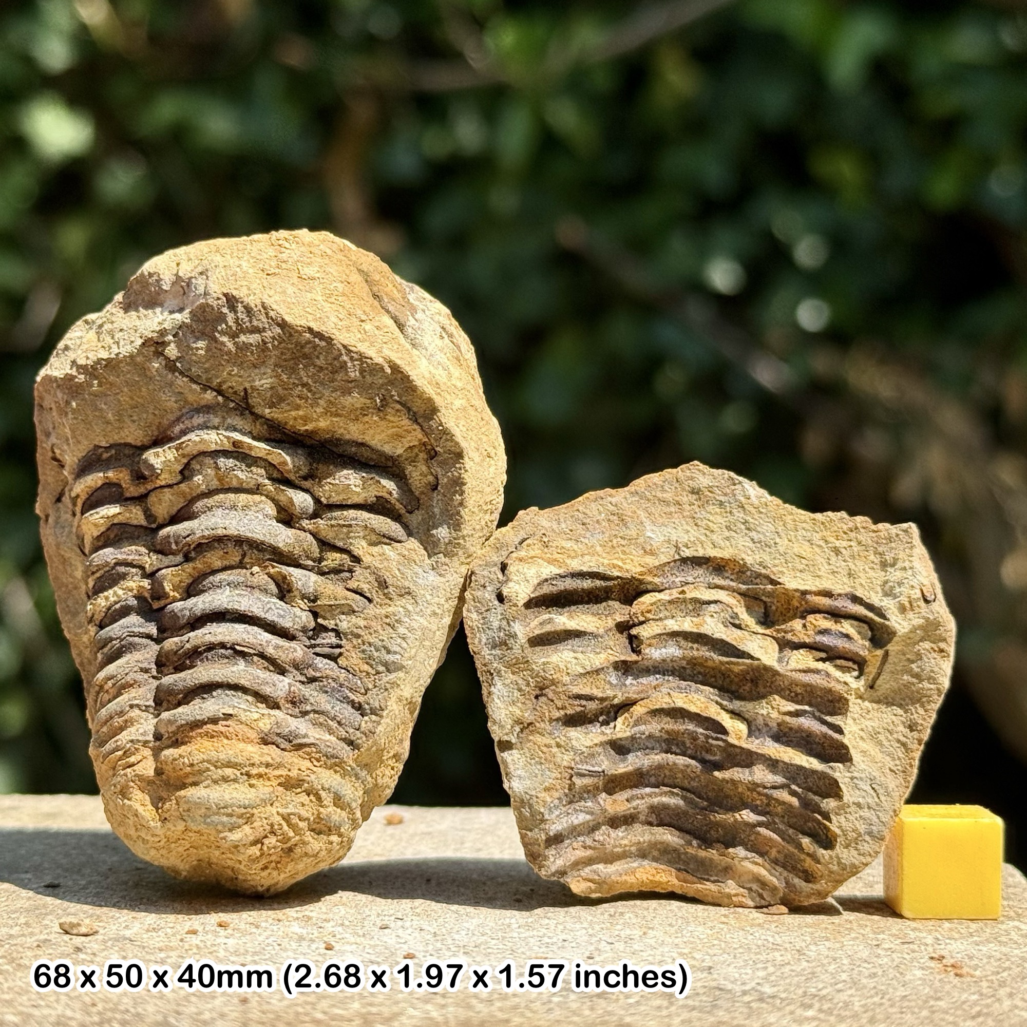 DIACALYMENE Trilobite Fossil Nodule Positive & Negative Upper Ordovician Ktaoua Group Morocco Authentic Specimen