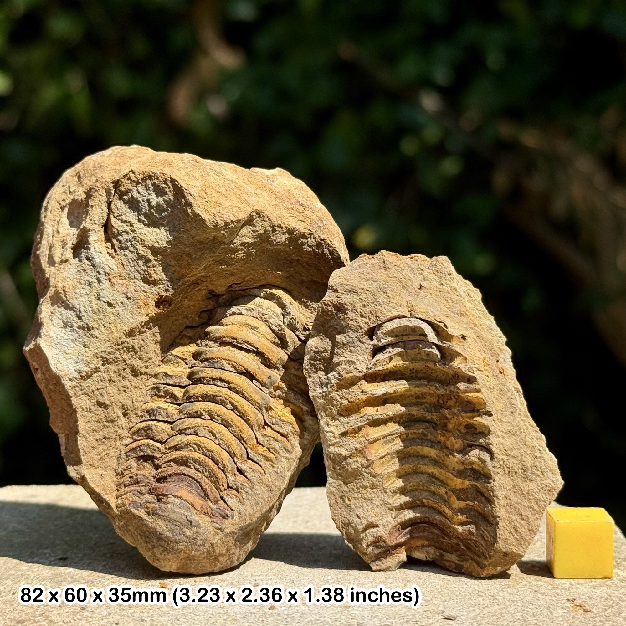 DIACALYMENE Trilobite Fossil Nodule Positive & Negative Upper Ordovician Ktaoua Group Morocco Authentic Specimen