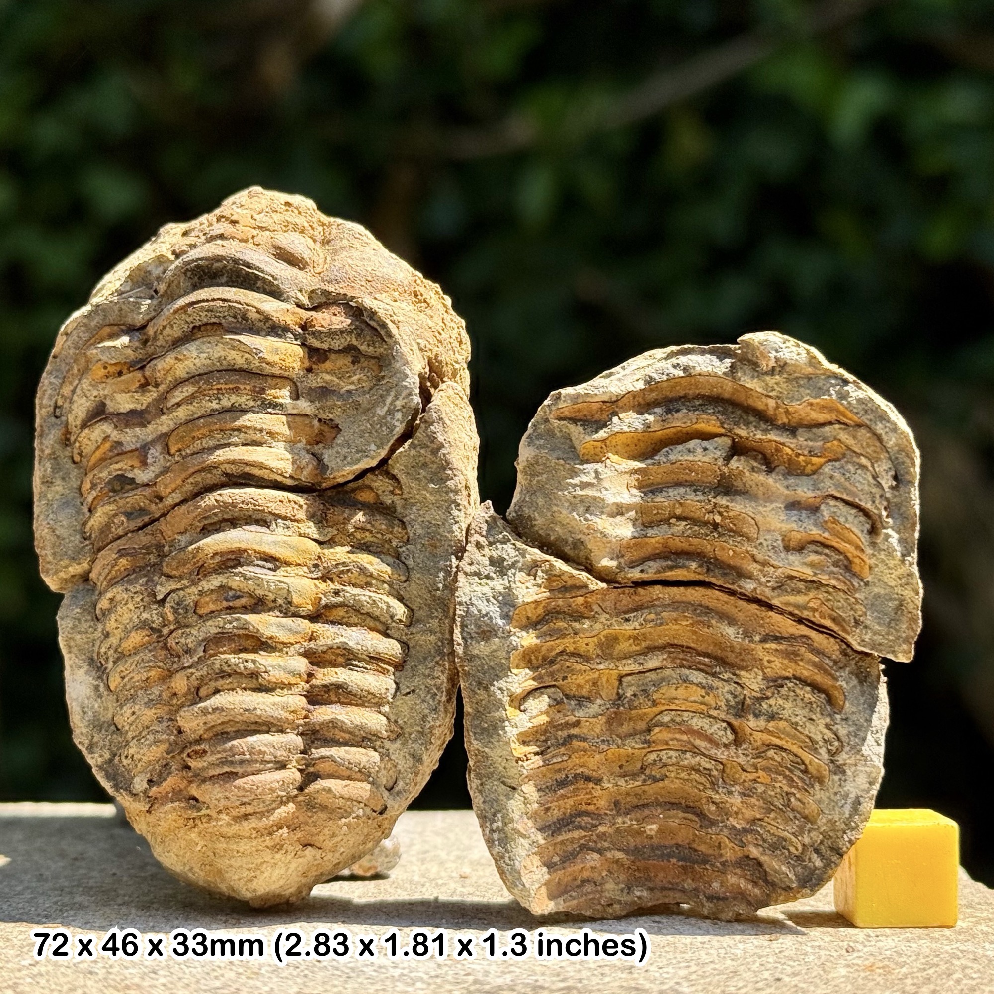 DIACALYMENE Trilobite Fossil Nodule Positive & Negative Upper Ordovician Ktaoua Group Morocco Authentic Specimen