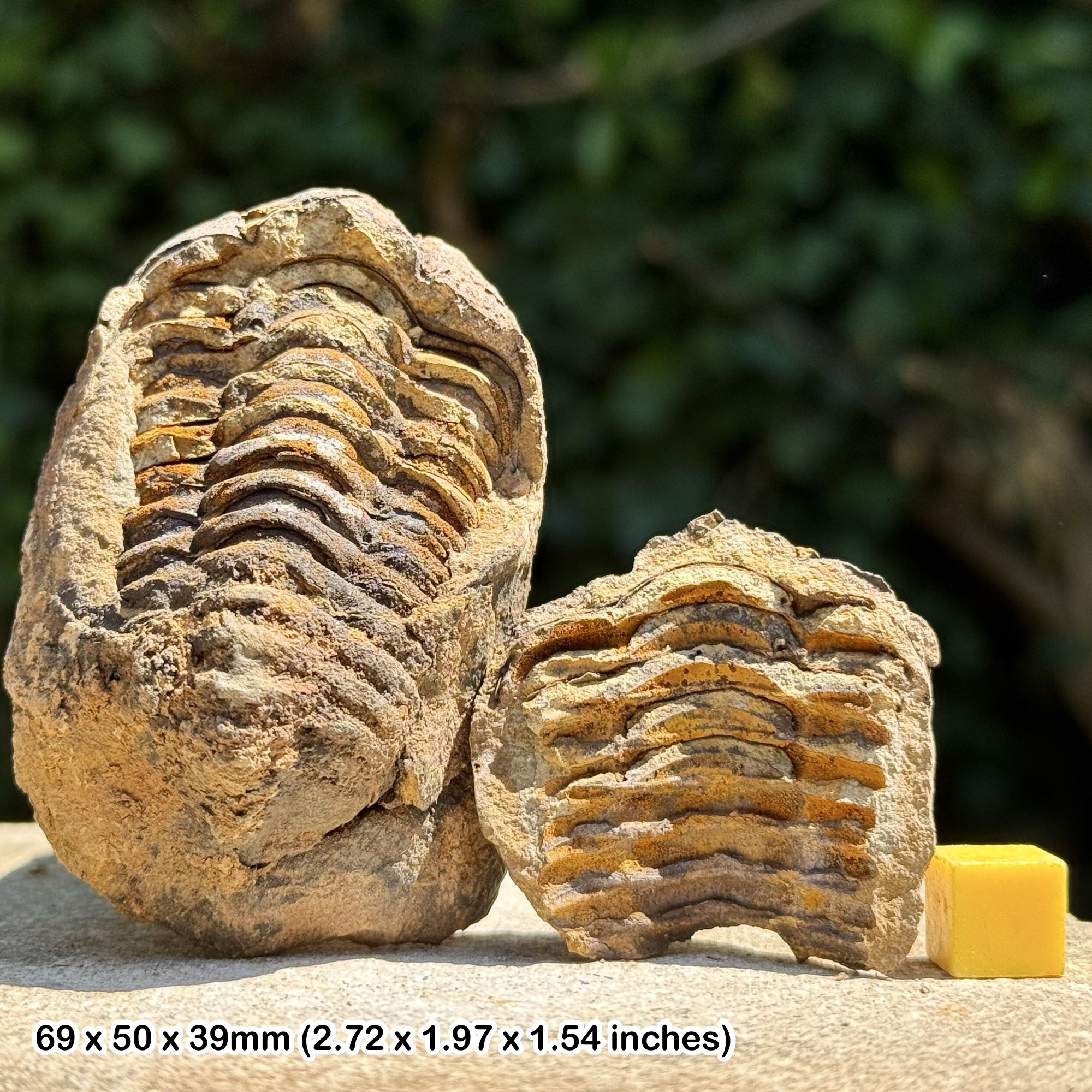 DIACALYMENE Trilobite Fossil Nodule Positive & Negative Upper Ordovician Ktaoua Group Morocco Authentic Specimen