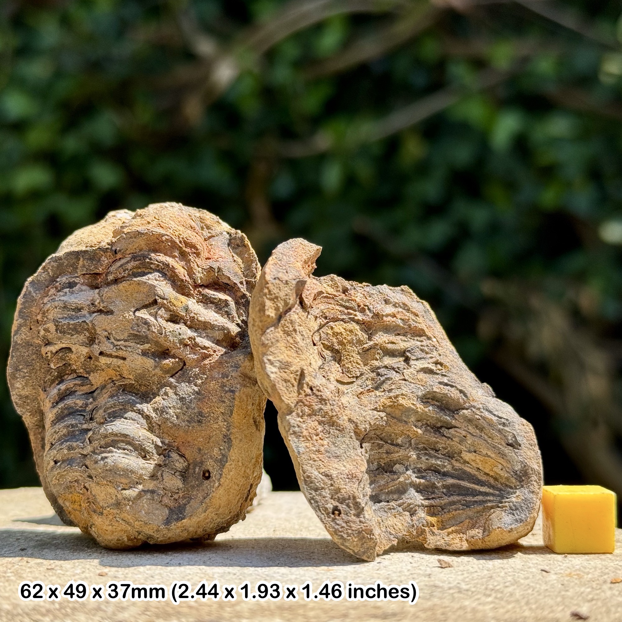 DIACALYMENE Trilobite Fossil Nodule Positive & Negative Upper Ordovician Ktaoua Group Morocco Authentic Specimen