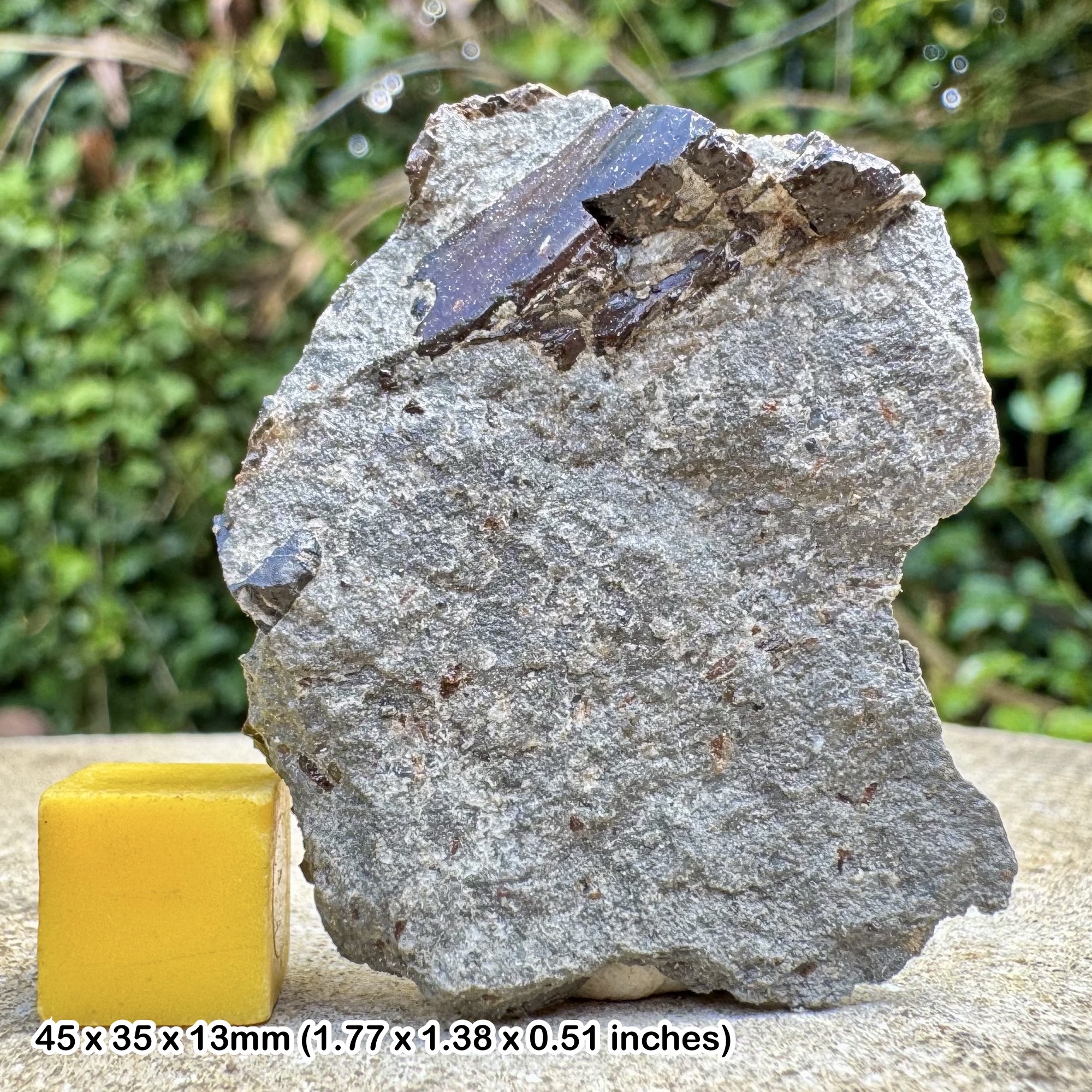 Fossil Fish Bone in Block Upper Triassic Westbury Formation Aust Cliff Bristol UK Authentic Vertebrate Specimen