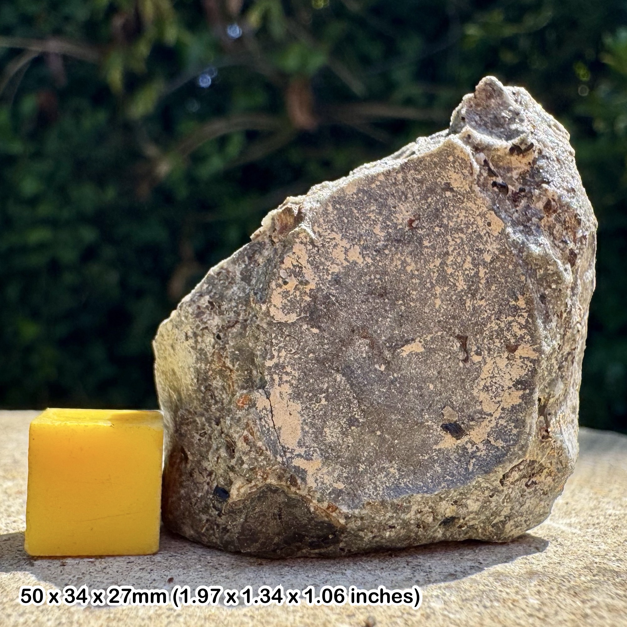 RARE Fossil Fish Tooth – Westbury Formation, Aust Cliff, Bristol – Upper Triassic Coprolite Bed UK