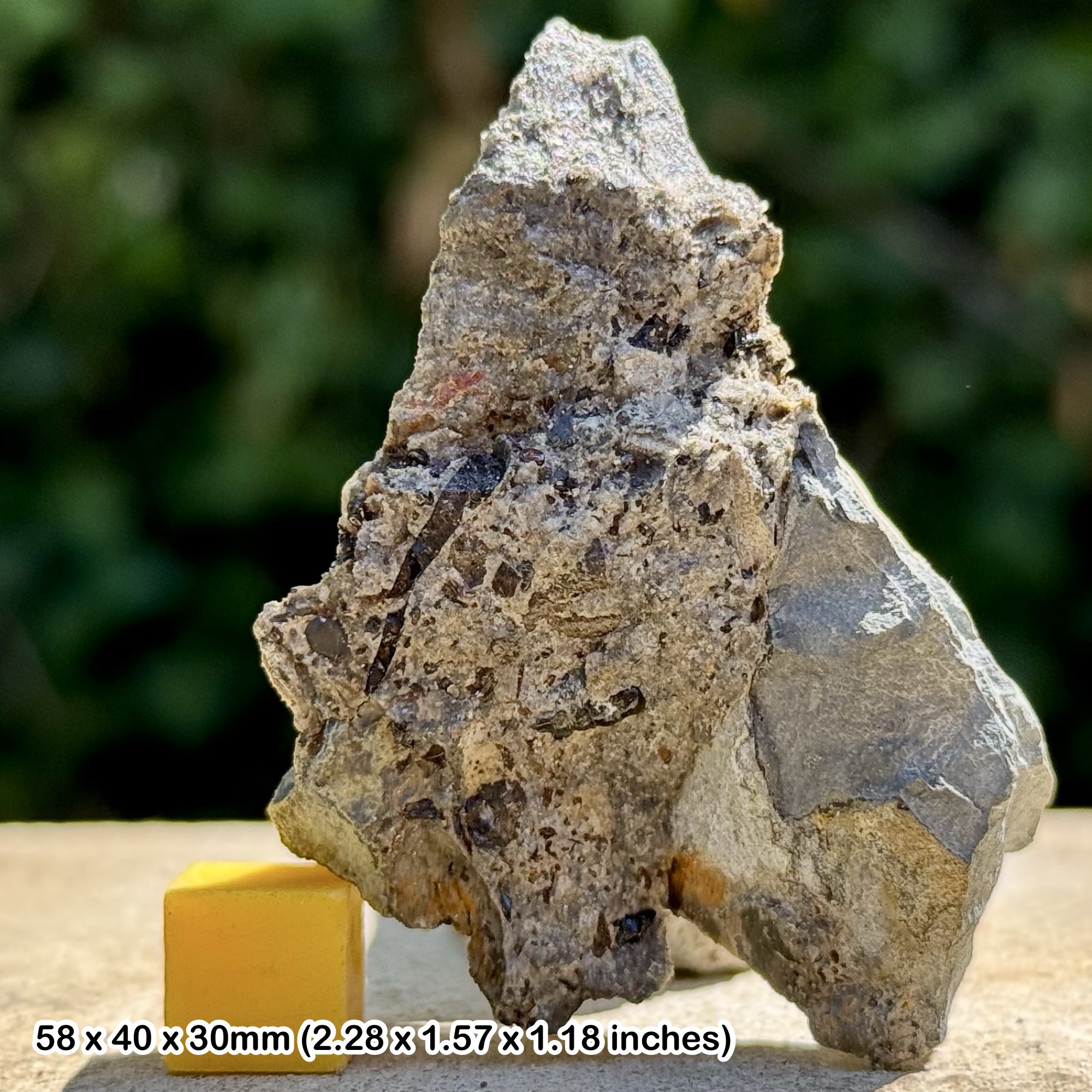 Fossil Fish Tooth – Upper Triassic – Aust Cliff, Westbury Formation, Bristol UK – Genuine Specimen