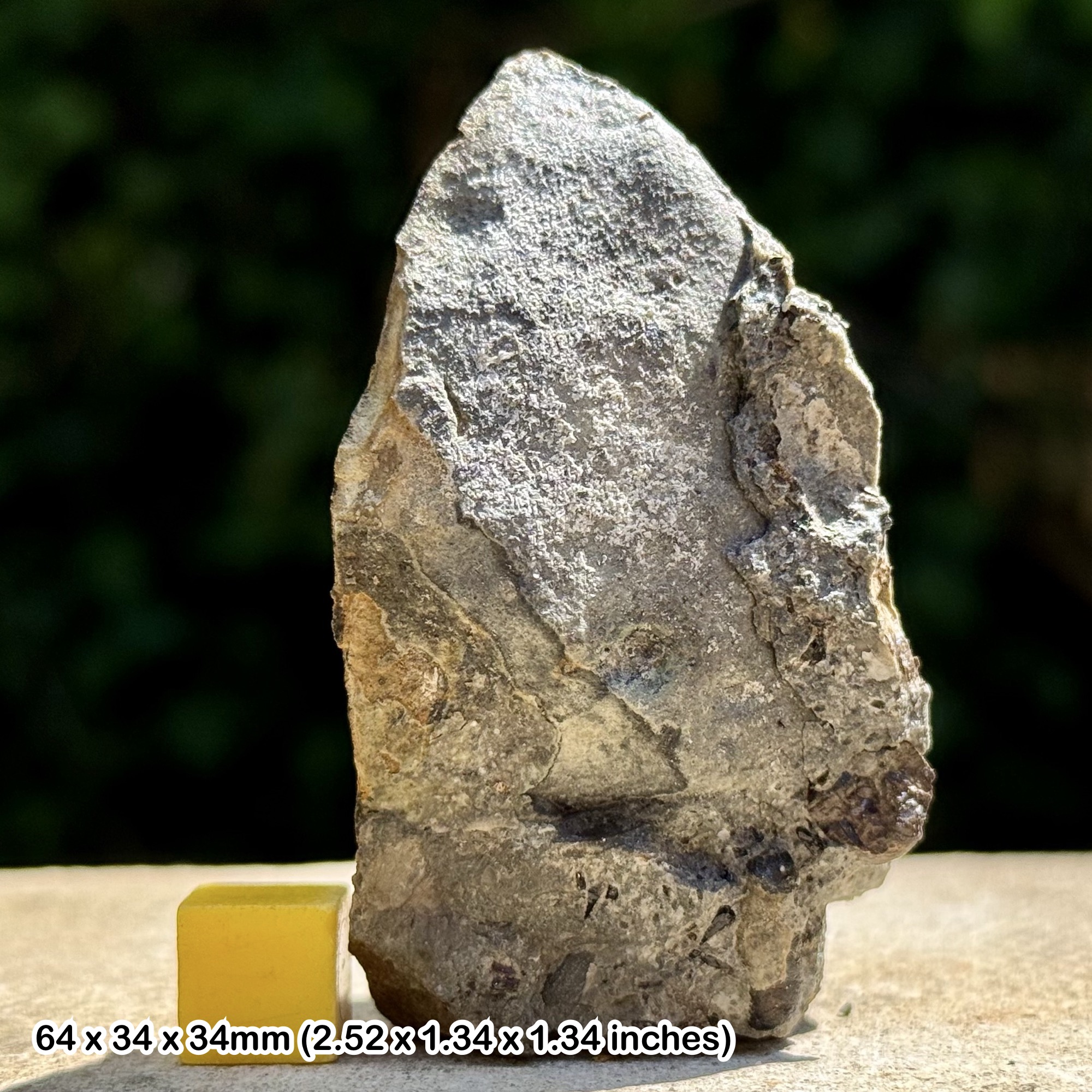 Fossil Fish Tooth – Upper Triassic – Aust Cliff, Westbury Formation, Bristol UK – Genuine Specimen