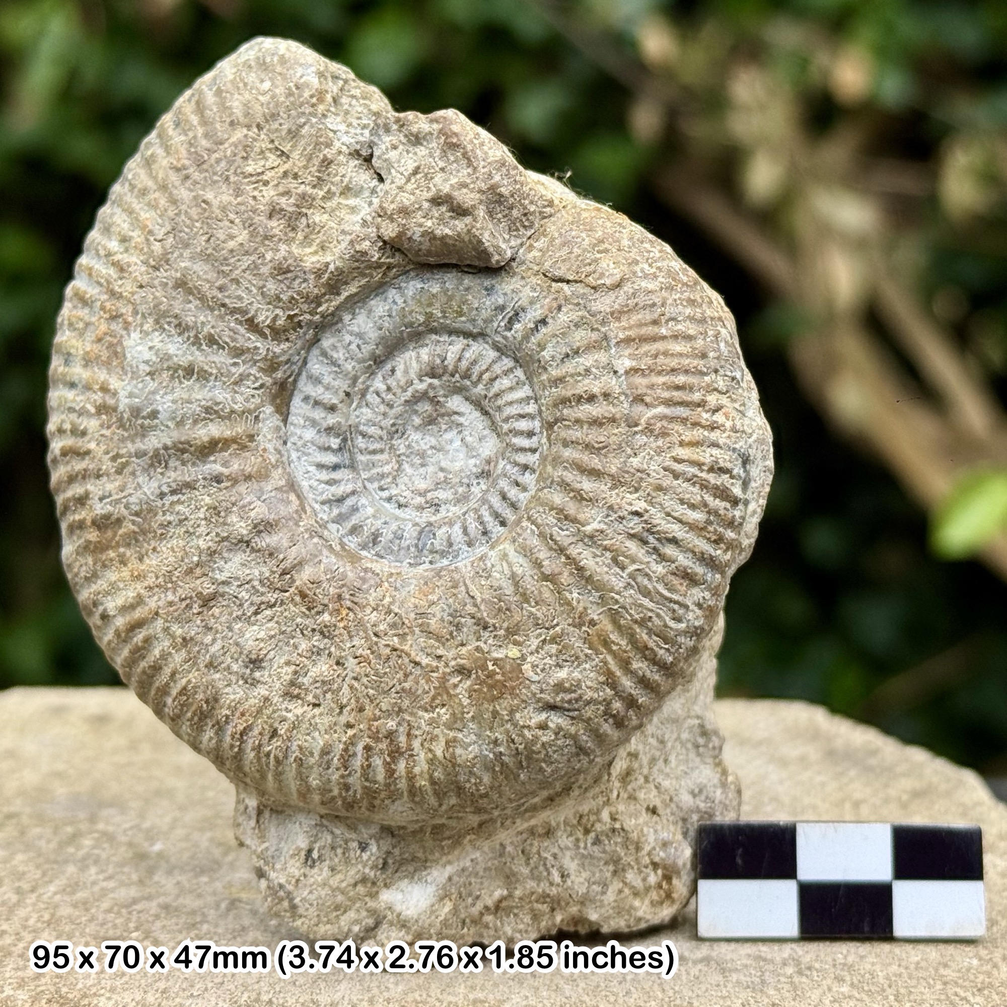 Rare Parkinsonia (Garantiana) longidens Fossil Ammonite – Inferior Oolite, Jurassic Coast, Burton Bradstock, Dorset, UK