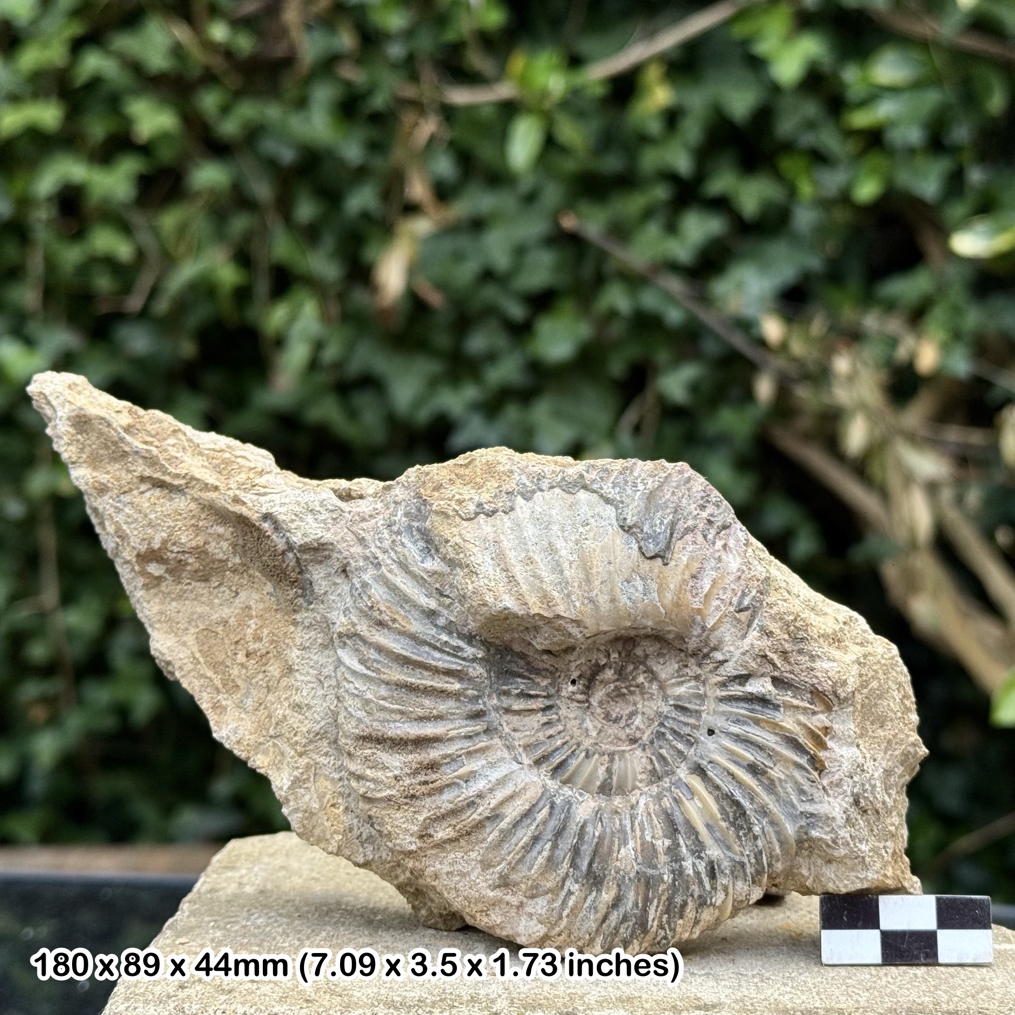 Garantiana Fossil Ammonite – Inferior Oolite, Jurassic Coast: Burton Bradstock, Dorset, UK