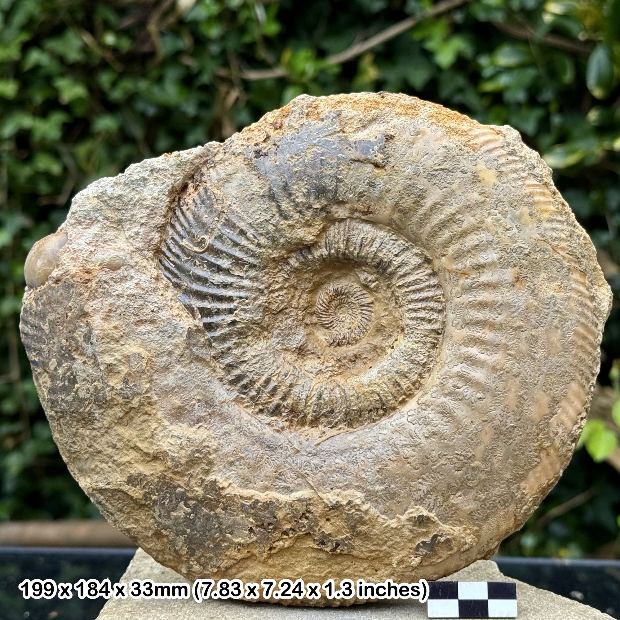 Parkinsonia Fossil Ammonite Jurassic Coast Dorset UK Inferior Oolite COA