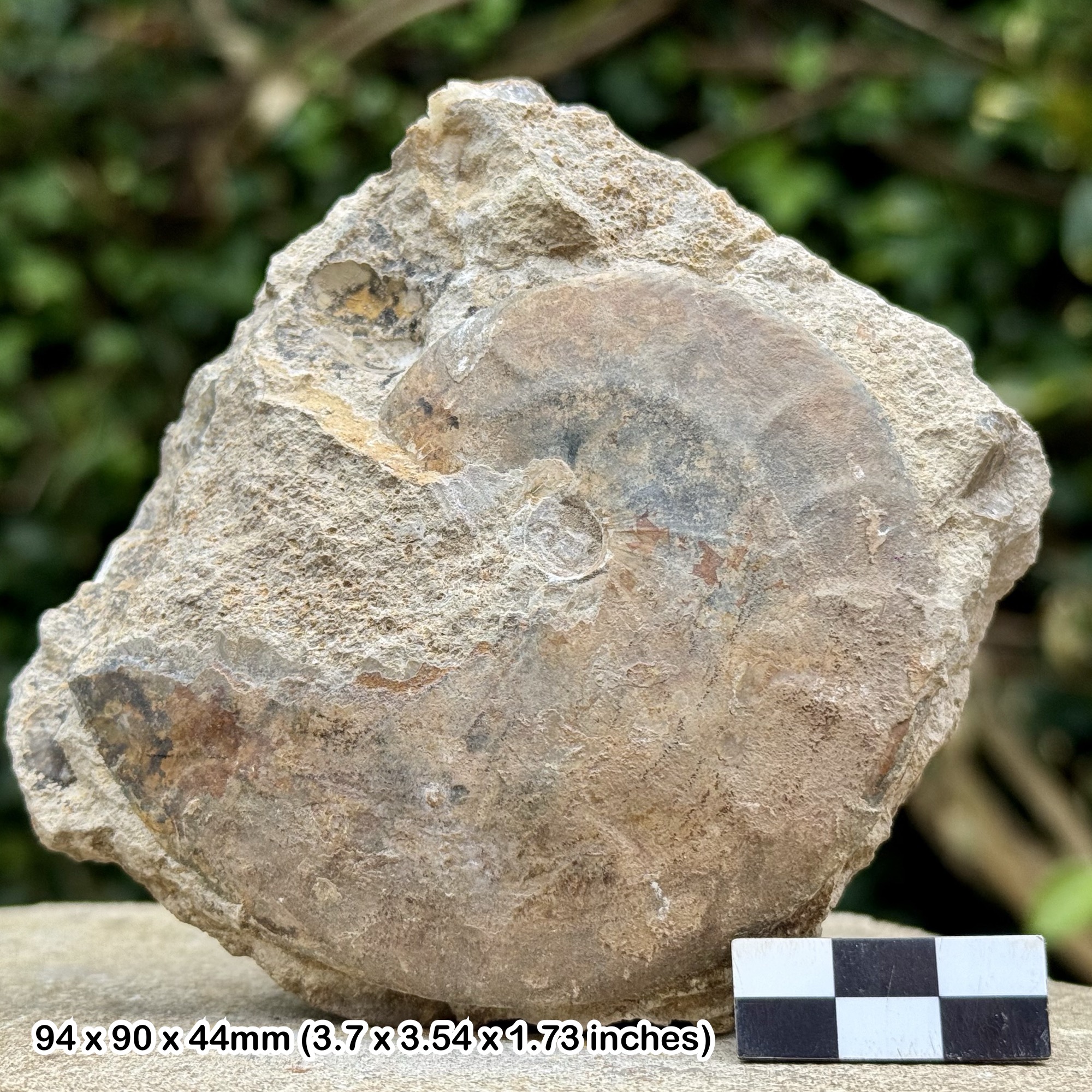 Oppelia subradiata Fossil Ammonite Jurassic Coast Dorset UK Inferior Oolite COA