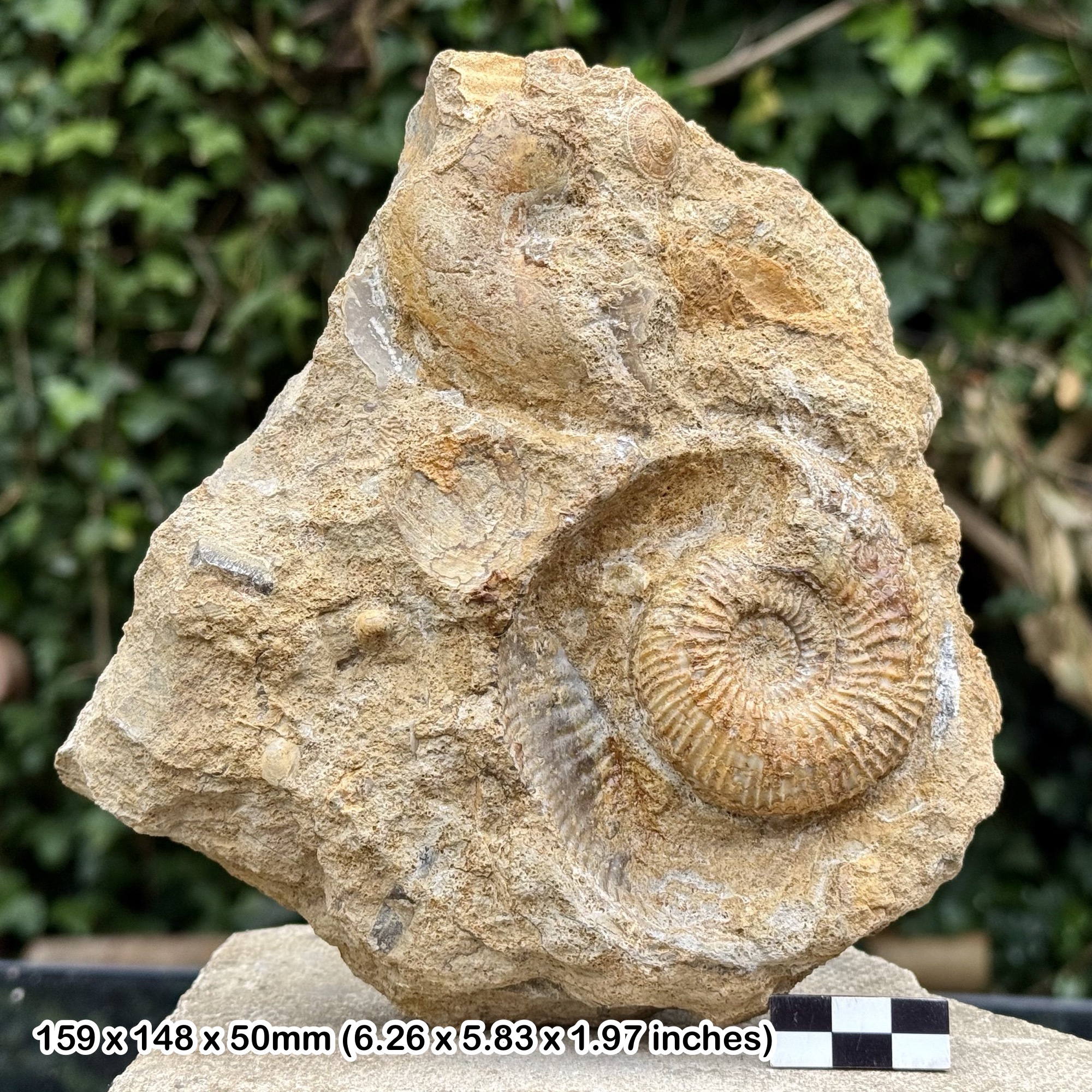 GARENTIANA PARKINSONIA LONGIDENS Fossil Ammonite Jurassic Coast Inferior Oolite Dorset UK Burton Bradstock