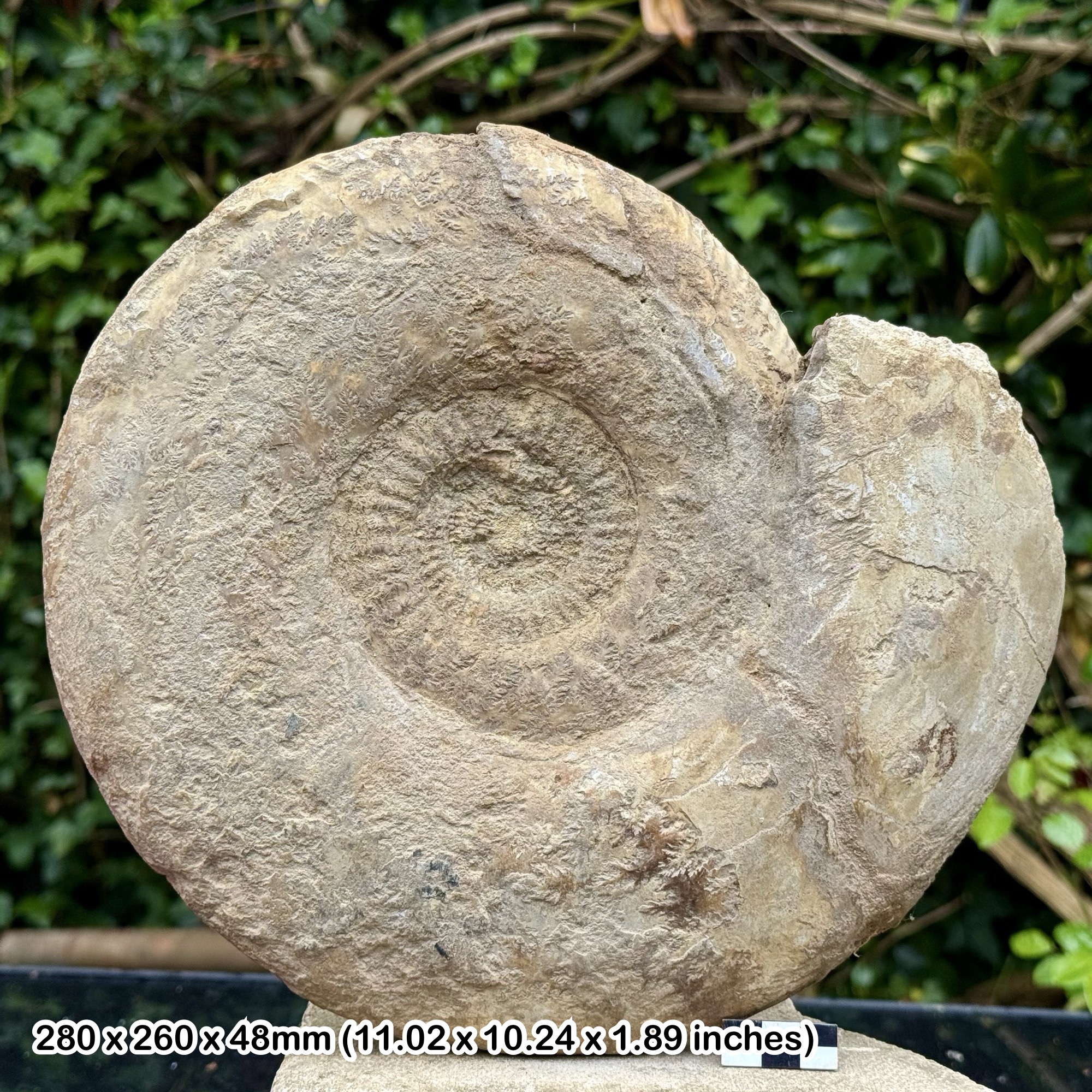 11" DUROTRIGENSIA Fossil Ammonite Jurassic Coast Inferior Oolite Dorset UK Burton Bradstock