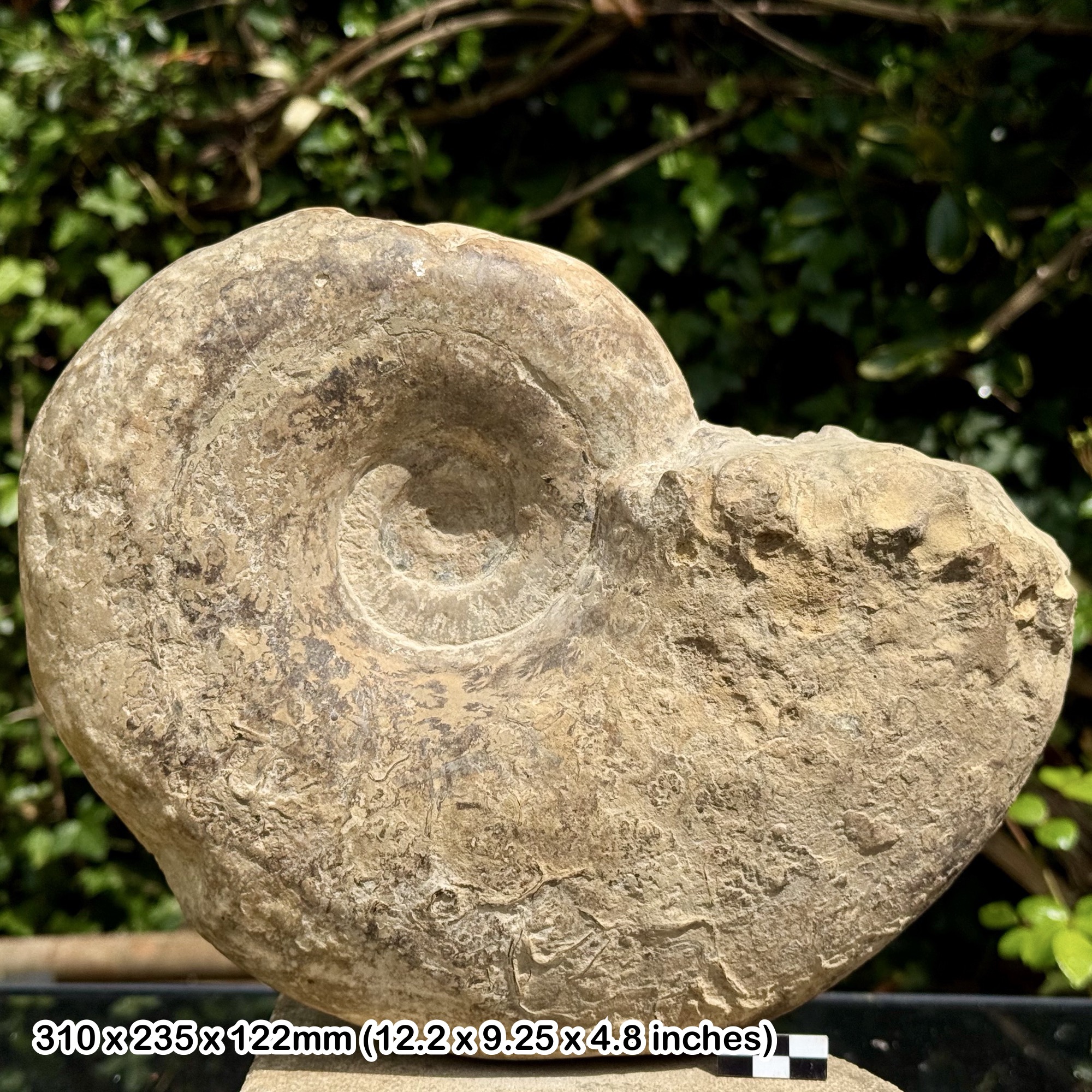 11.5" LYTOCERAS VILLAE Fossil Ammonite Jurassic Bathonian Inferior Oolite Dorset UK Burton Bradstock