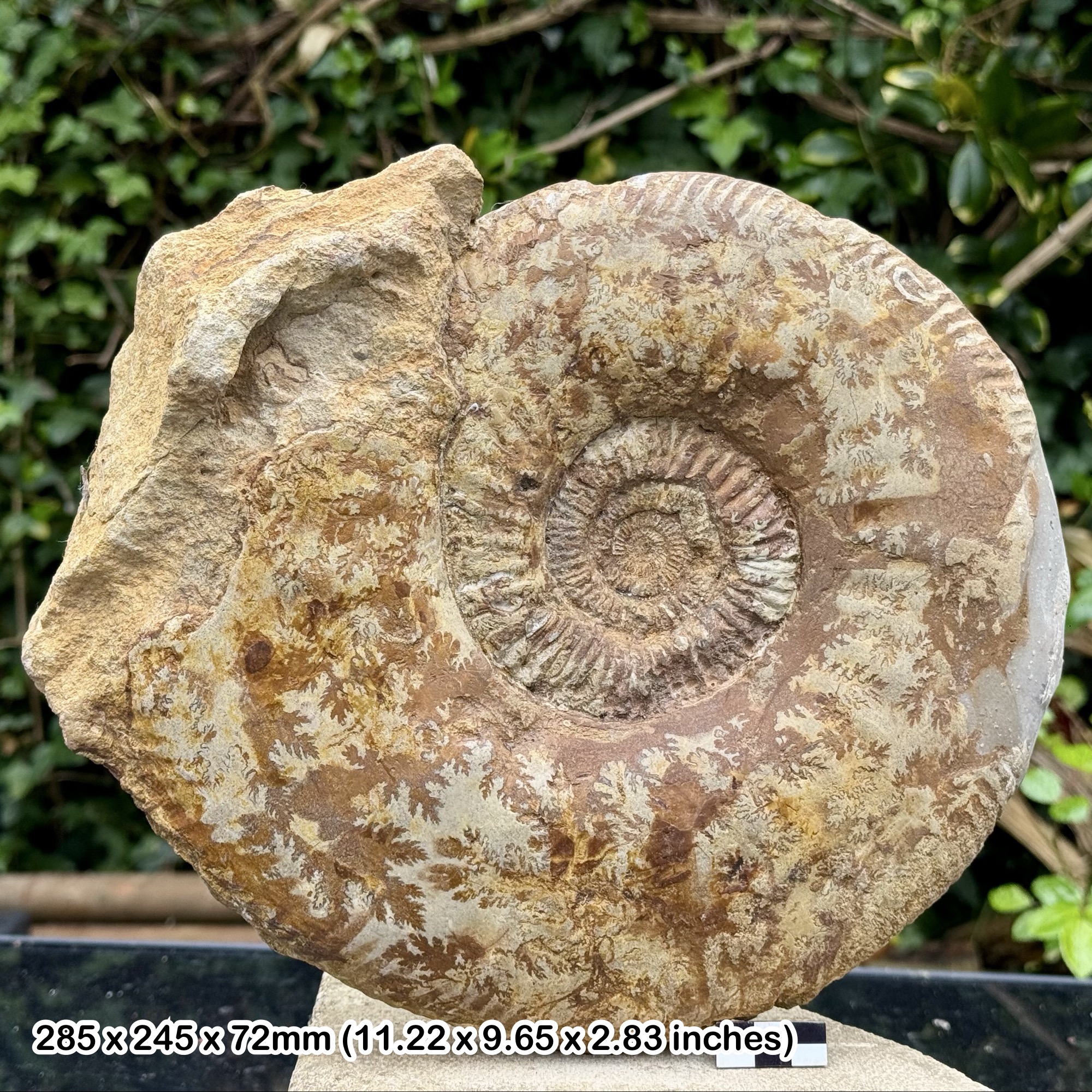 11" PARKINSONIA (DUROTRIGENSIA) Fossil Ammonite Jurassic Coast Inferior Oolite Dorset UK Burton Bradstock
