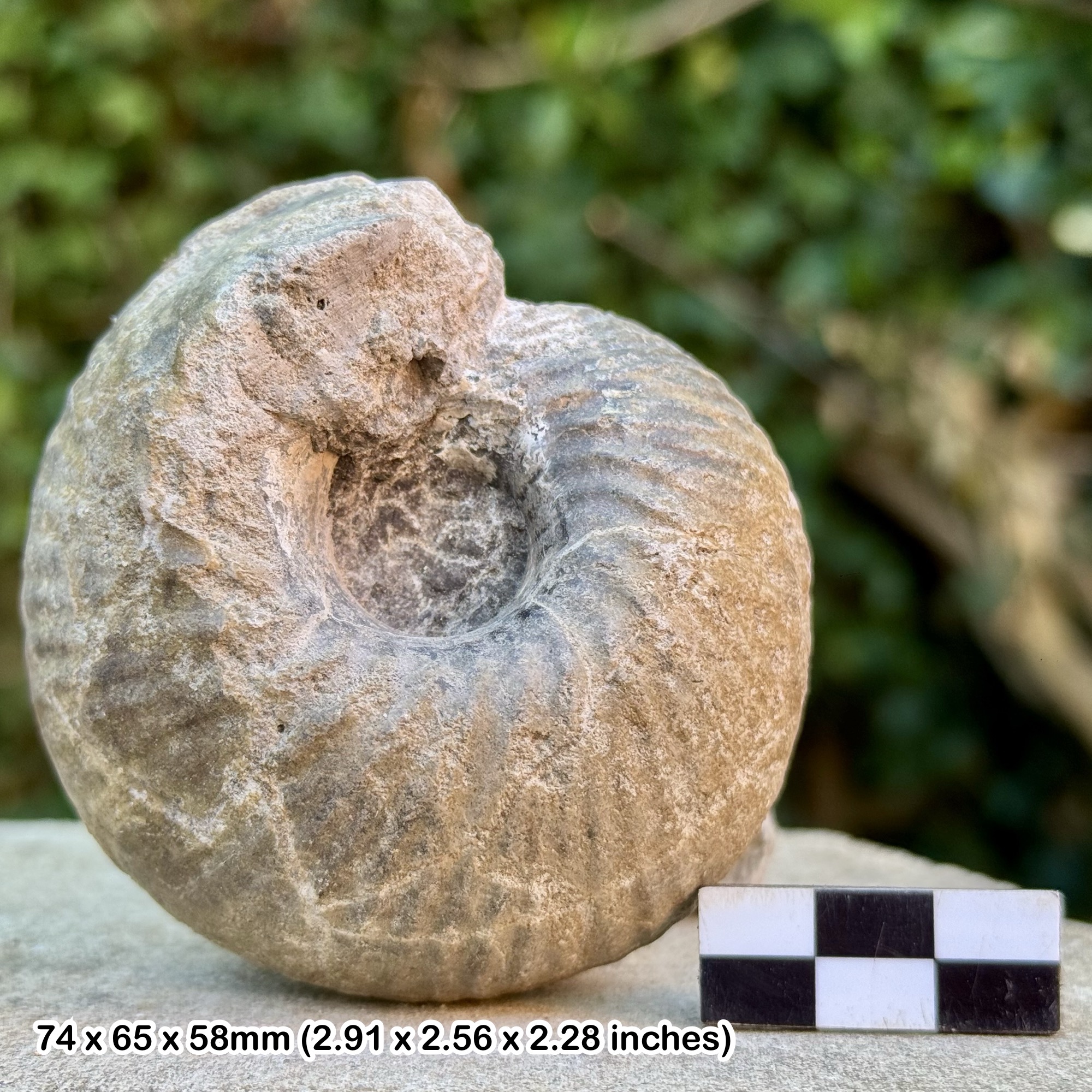 CADOCERAS Fossil Ammonite Jurassic Oxford Clay Callovian Gloucestershire UK