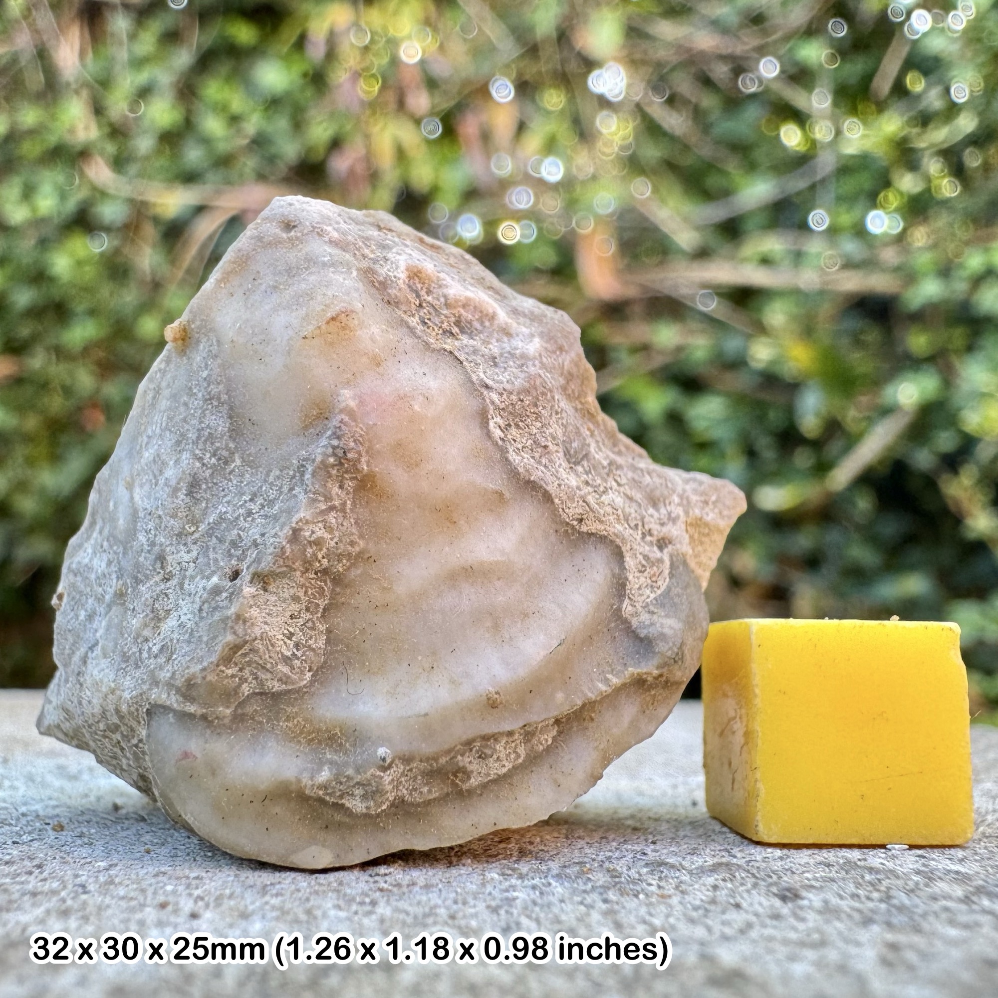 Favosites gothlandicus Fossil Coral Silurian Wenlock Shropshire UK Authentic British Specimen