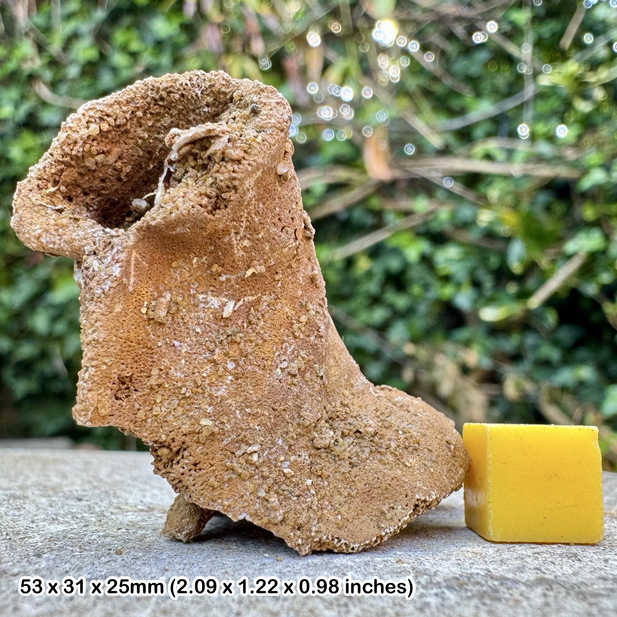 Steinkerns Fossil Sponge Faringdon Gravels Cretaceous UK Genuine Marine Fossil Display Specimen