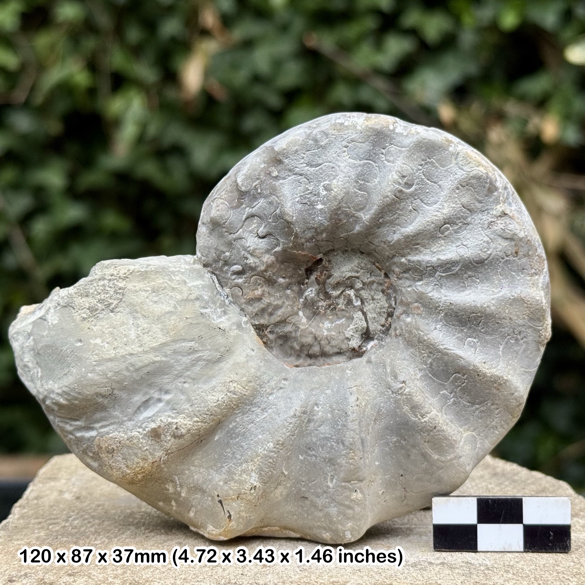 RARE BUCHICERAS Fossil Ammonite Cretaceous Santonian W Sahara Morocco Genuine Cephalopod Specimen
