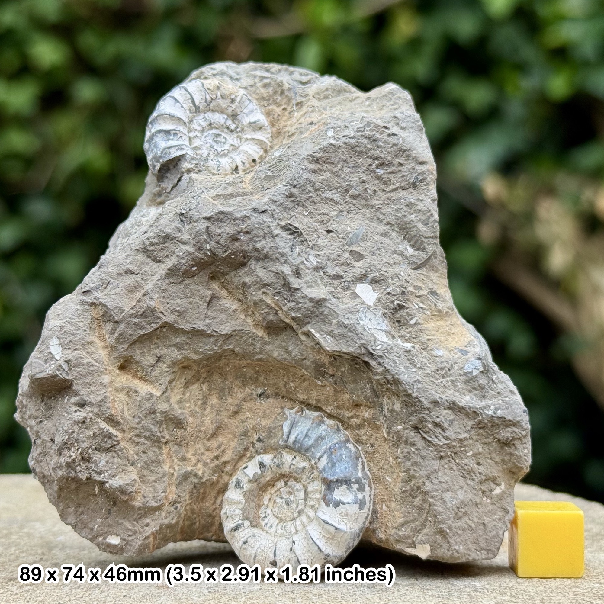ANDROGYNOCERAS Fossil Ammonite Jurassic Gloucestershire UK Genuine Display Specimen