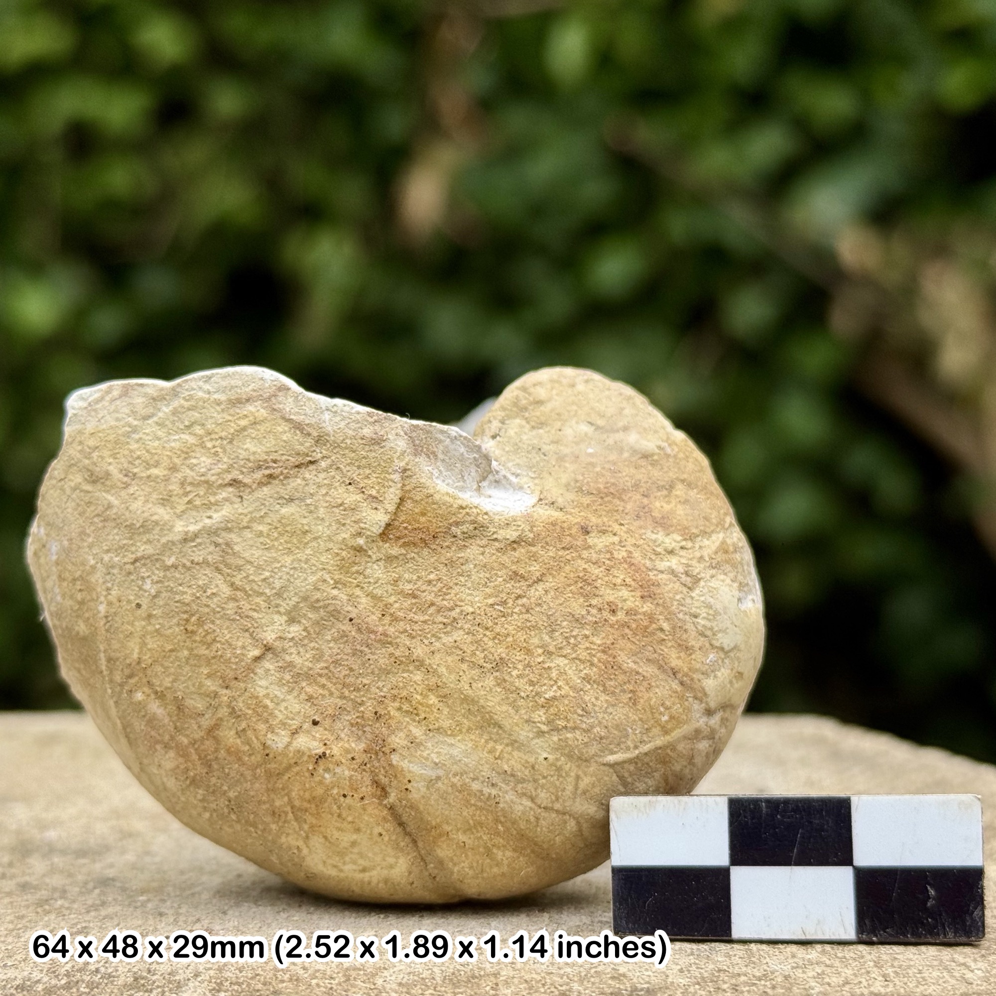 Nautilus deslongchampus Fossil Cenomanian Cretaceous Glynde UK
