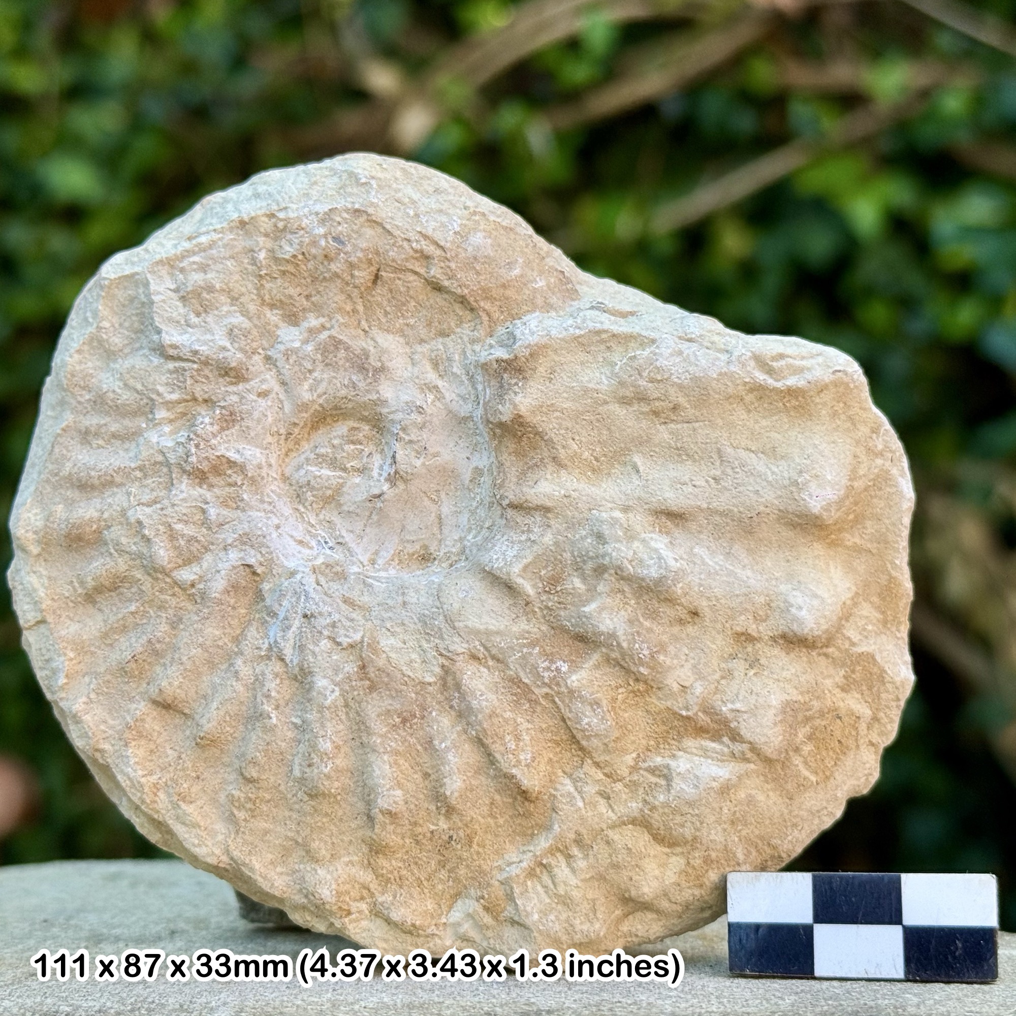 MORTONICERAS EQUIDISTANS Ammonite Fossil Cretaceous Albian Texas USA